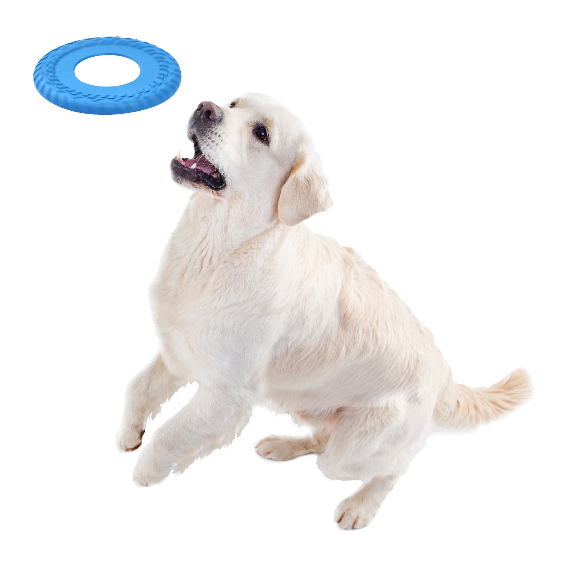 En ljusfärgad hund sitter och tittar upp och är redo att fånga en blå Kayoba Frisbee för hundar som svävar framför den.