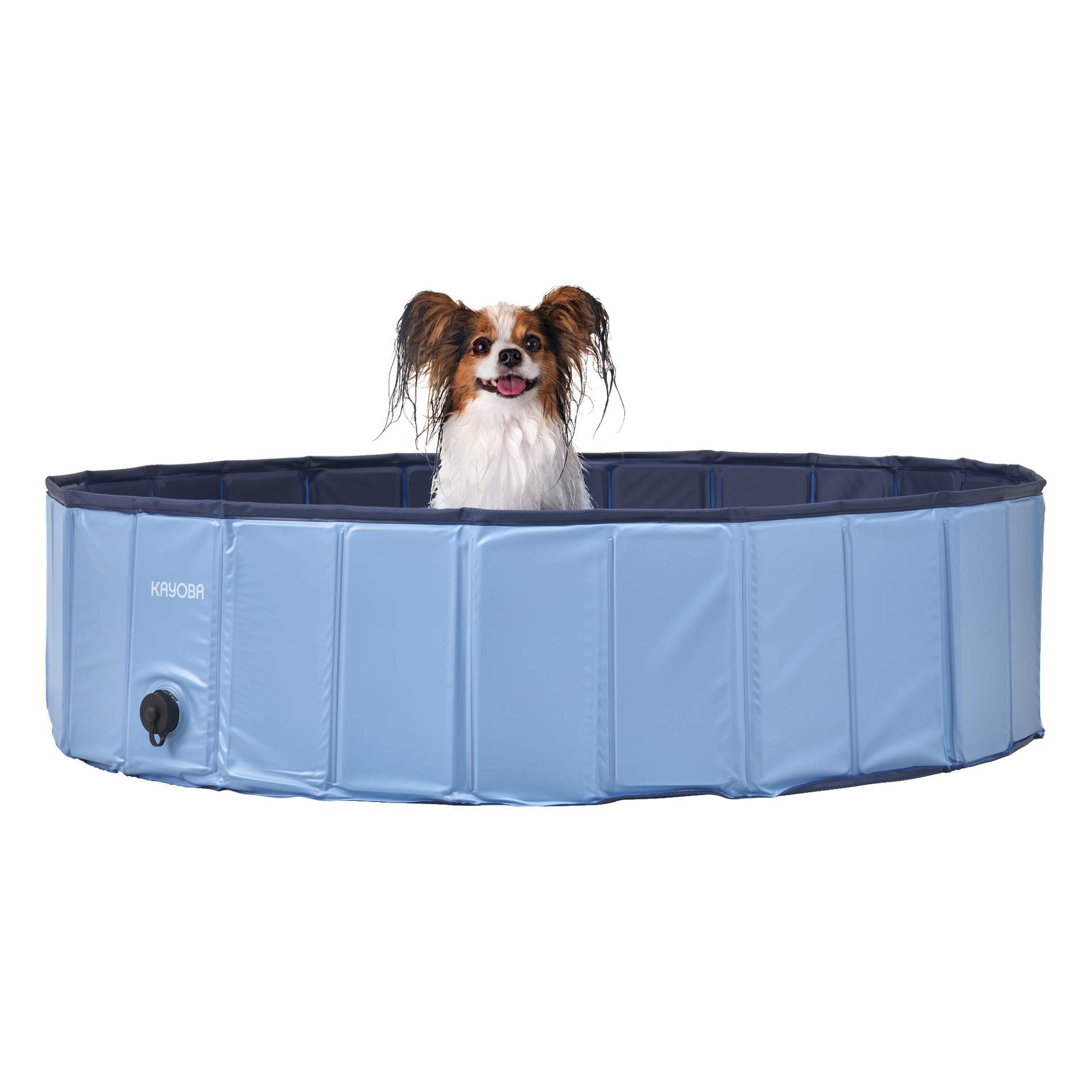 En liten, blöt hund står i en blå Kayoba Dog-pool, som har en mörk avloppspropp till vänster. Hunden vänder sig framåt med tungan ut, och poolen innehåller lite eller inget vatten.
