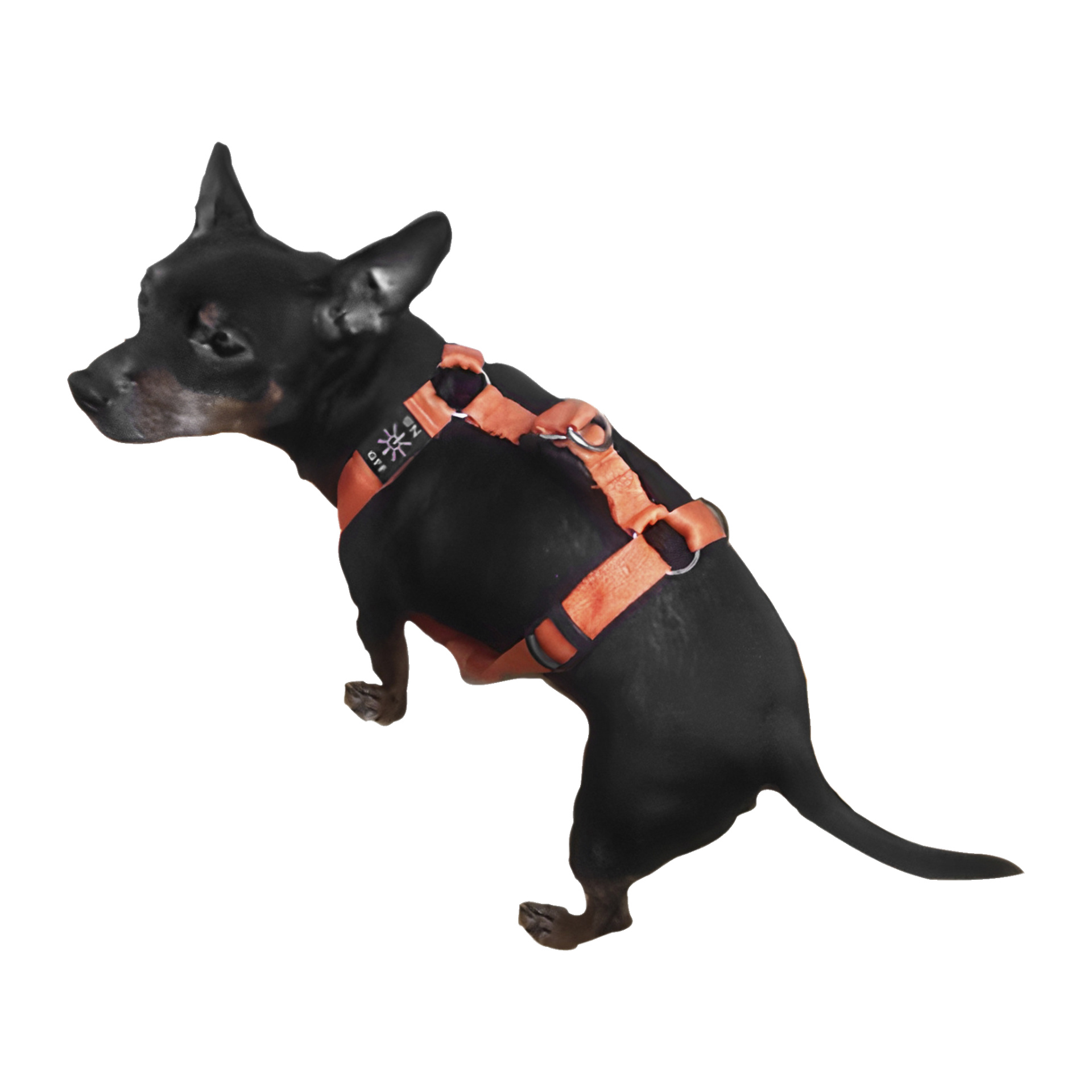 LED-Hundegeschirr M | Drei Lichtmodi | Petcare | Jula