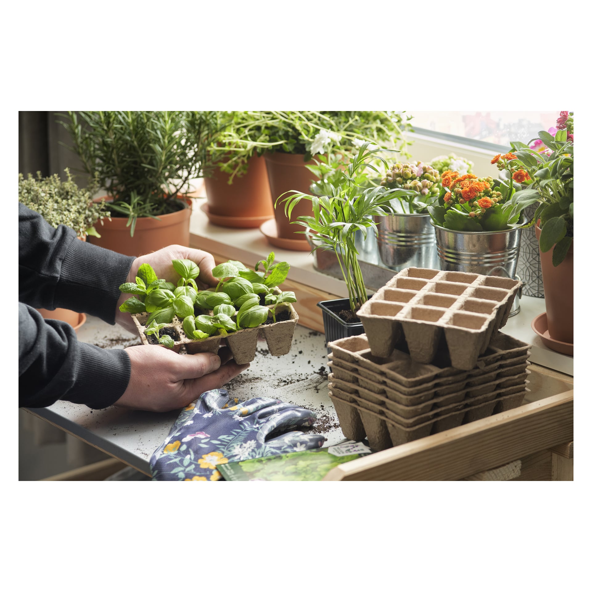Någon håller i en fyrpack Hard Head Fiber-krukor med unga växter ovanför ett bord. I närheten finns olika krukväxter och blommor, trädgårdshandskar och tomma brickor placerade nära ett fönster.