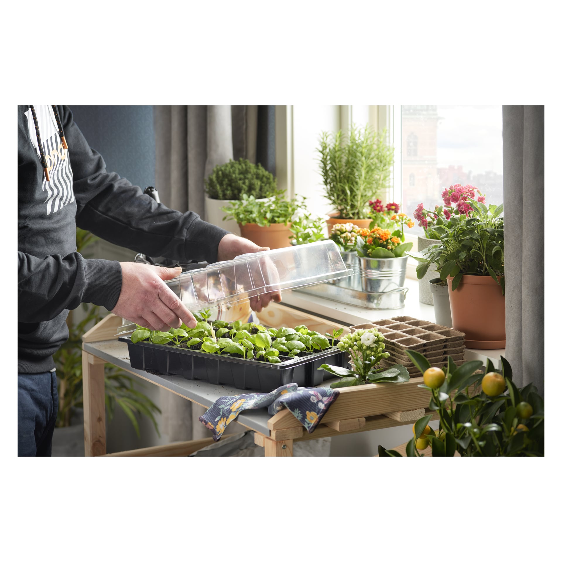 Någon sätter ett genomskinligt plastlock på en Hard Head-fröbricka som står på ett träbord vid ett fönster, med en blandning av krukväxter och trädgårdsredskap i närheten.