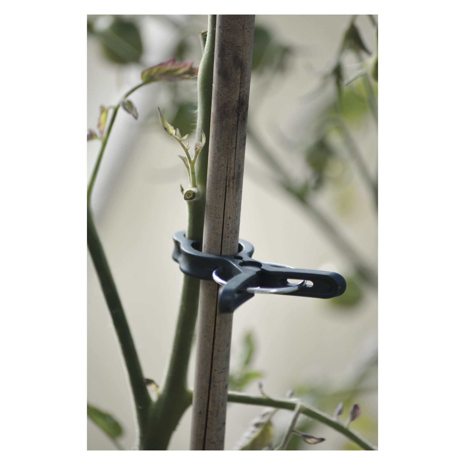 Nelson Garden Plant clips 20-pakning hjelper til med å holde grønne plantestilker på oppreist trepåler, slik at greinene blir pene og støttet.