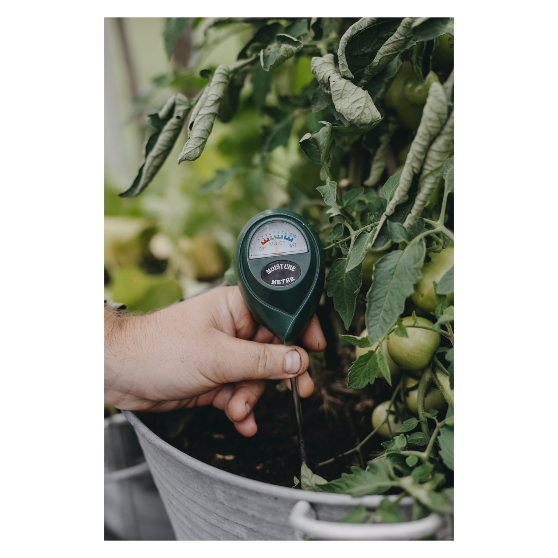 En hand greppar Nelson Garden Moisture Meter som är insatta i jorden bredvid friska tomatplantor som växer i en metallbehållare, och visar nålen peka mot det fuktiga området på mätaren.