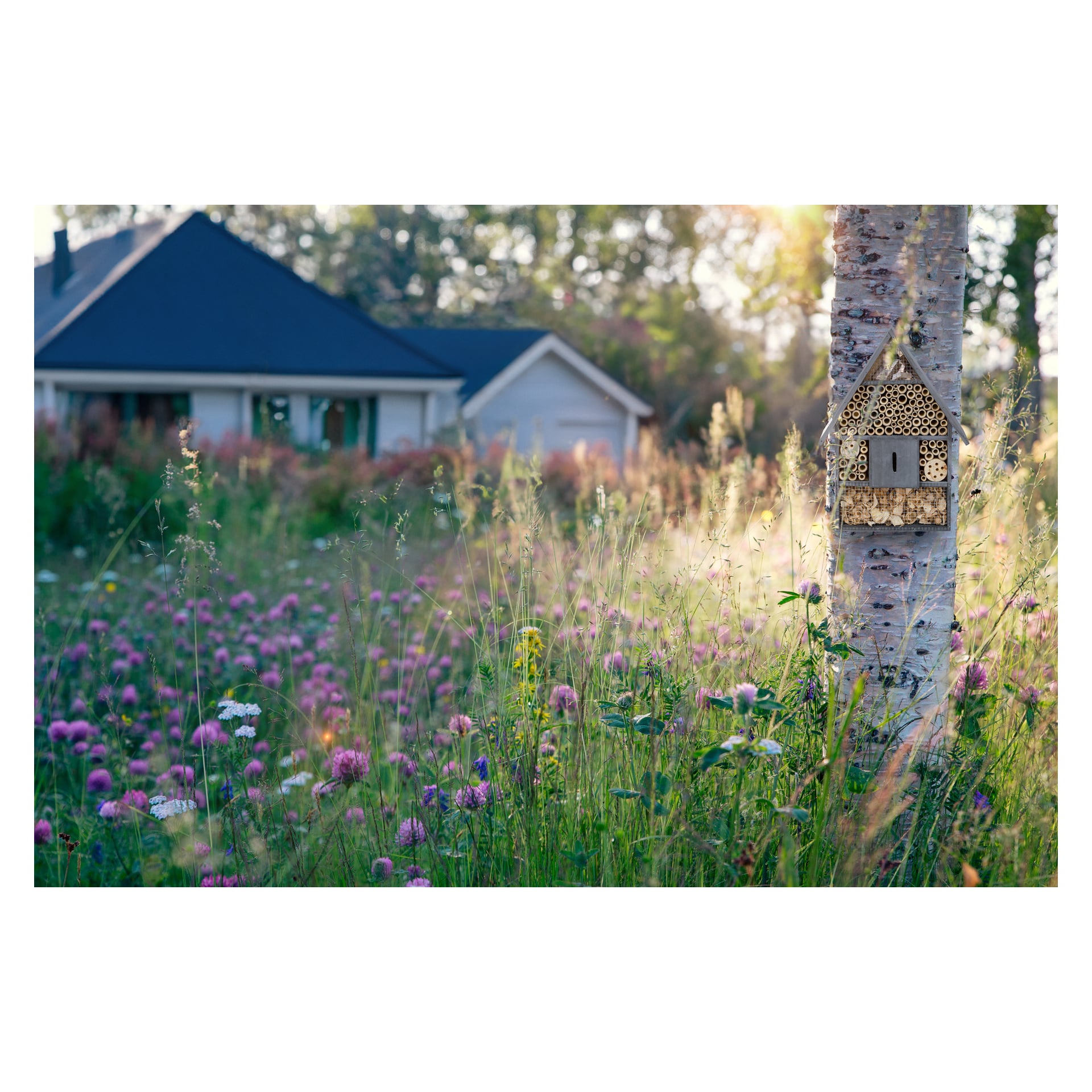Ett Hard Head Insect-hotell är uppbyggt i ett träd på en gräsbevuxen trädgård prickad med rosa vilda blommor. Solljus lyser upp scenen, och ett hus med vit fasad och ett mörkt tak framstår mjukt suddigt i bakgrunden.