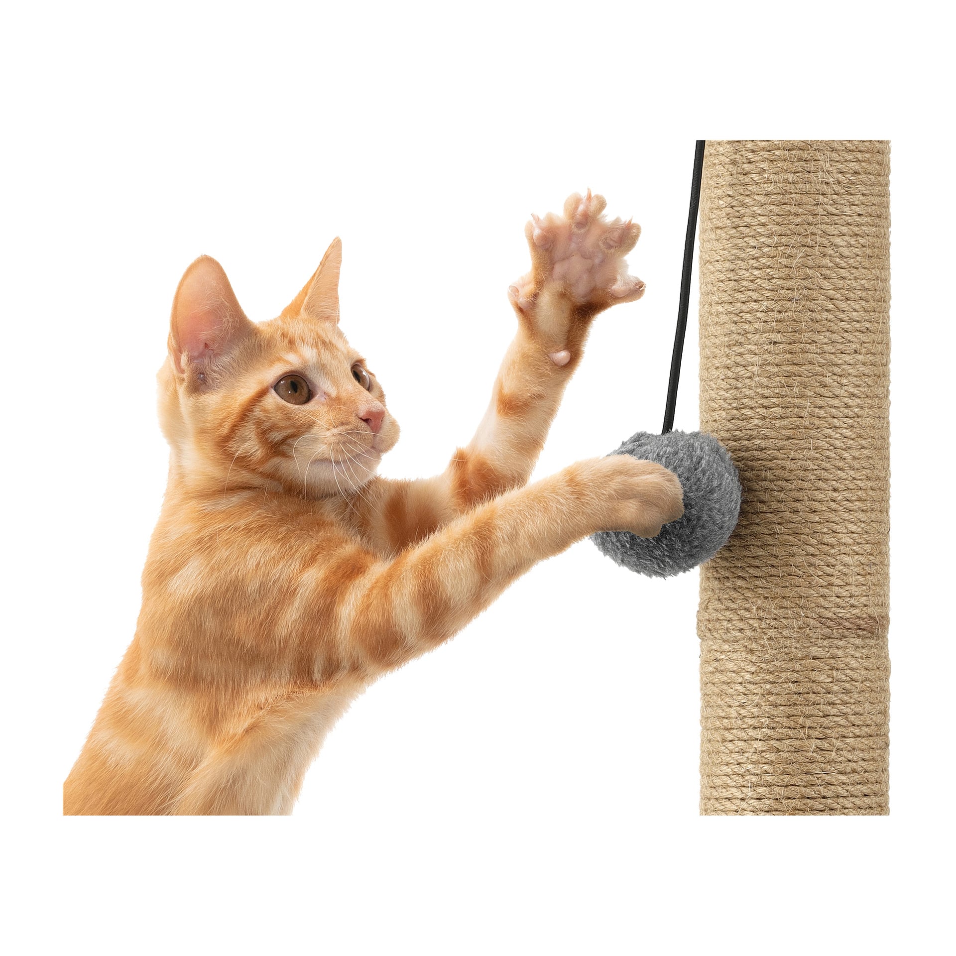 Eine verspielte orangefarbene getigerte Katze streckt ihre Vorderpfoten aus, um nach einem grauen Pompon-Spielzeug zu schlagen, das an einem hohen, seilgewickelten Kayoba-Katzenkratzpfosten befestigt ist.
