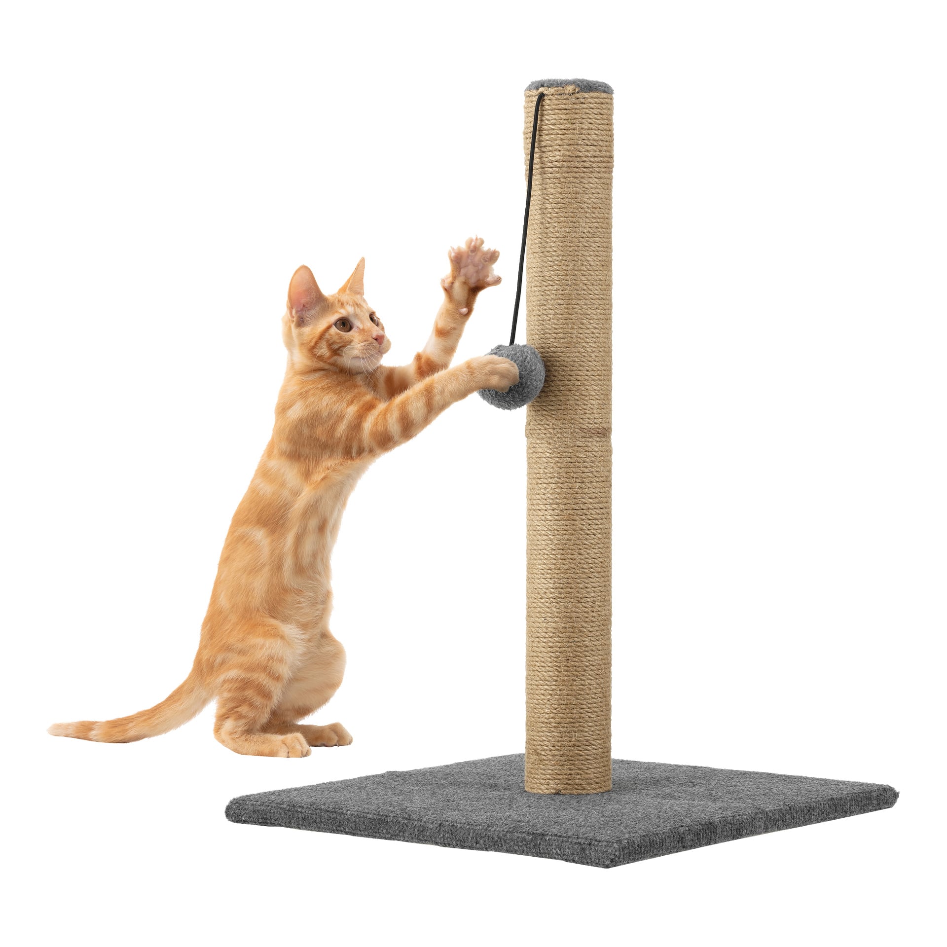 Eine energiegeladene orangefarbene getigerte Katze steht aufrecht auf den Hinterbeinen und schlägt nach einem hängenden Ballspielzeug auf dem hohen Kayoba-Katzenkratzpfosten, der eine fest graue quadratische Basis hat.