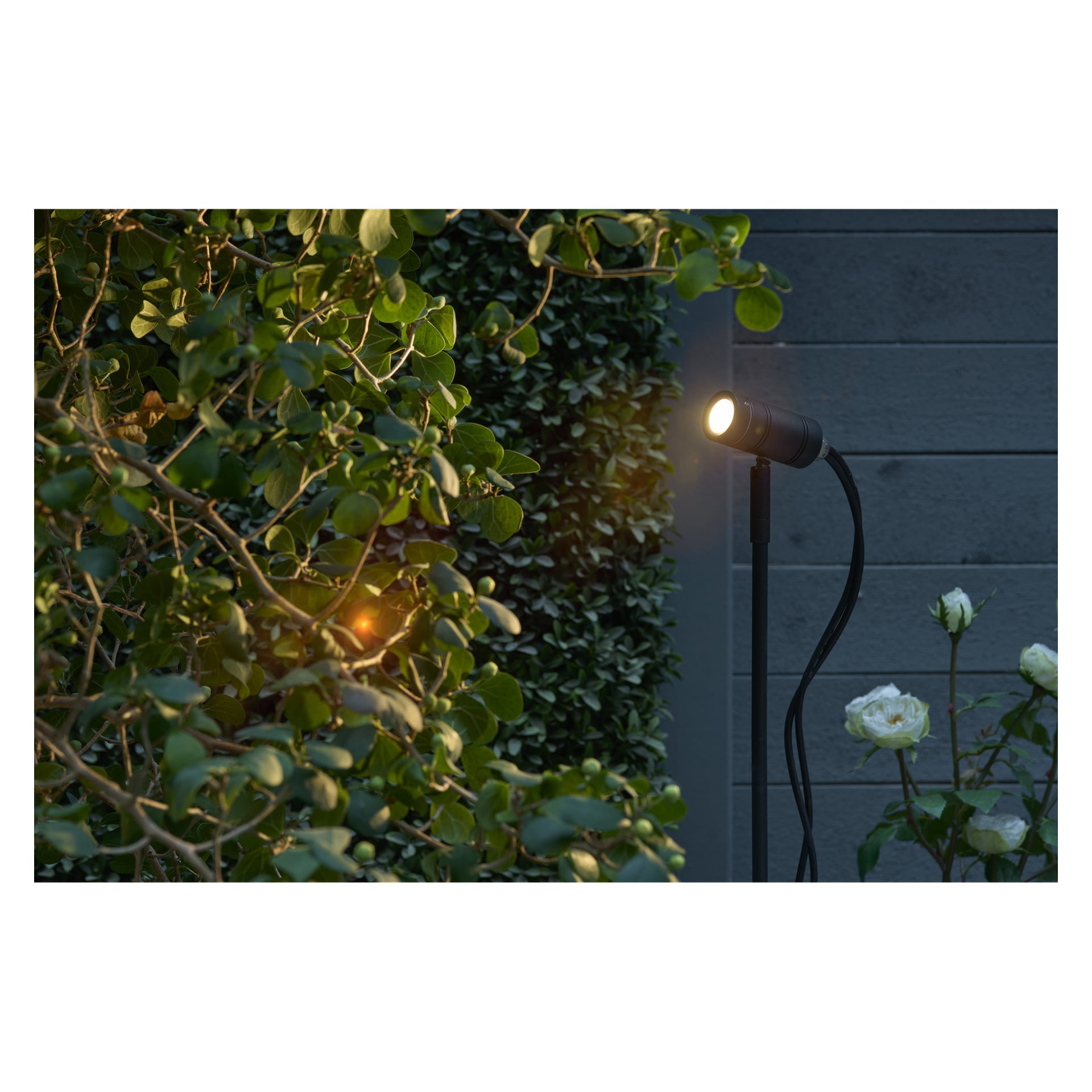 Ein Anslut LED-Bodenscheinwerfer-Connectable System, das auf einem schwarzen Ständer montiert ist, wirft Licht über grünes Laub und weiße Rosen in einem Garten, mit einer grauen Holzwand und Hecke dahinter.