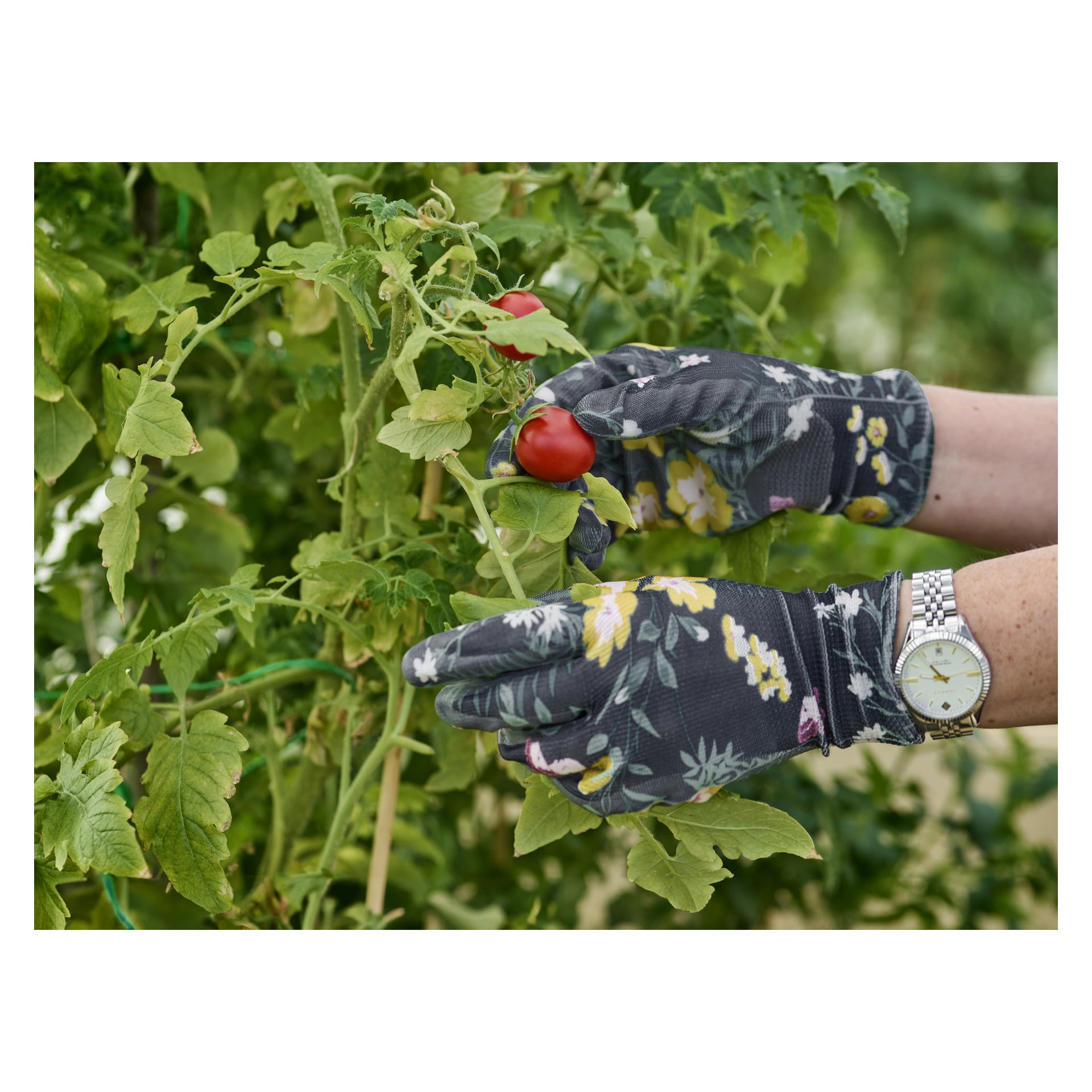 Någon som bär två par Bluewear Gardening-handskar och en silverklocka skördar en mogen röd tomat från en bladig tomatplanta.