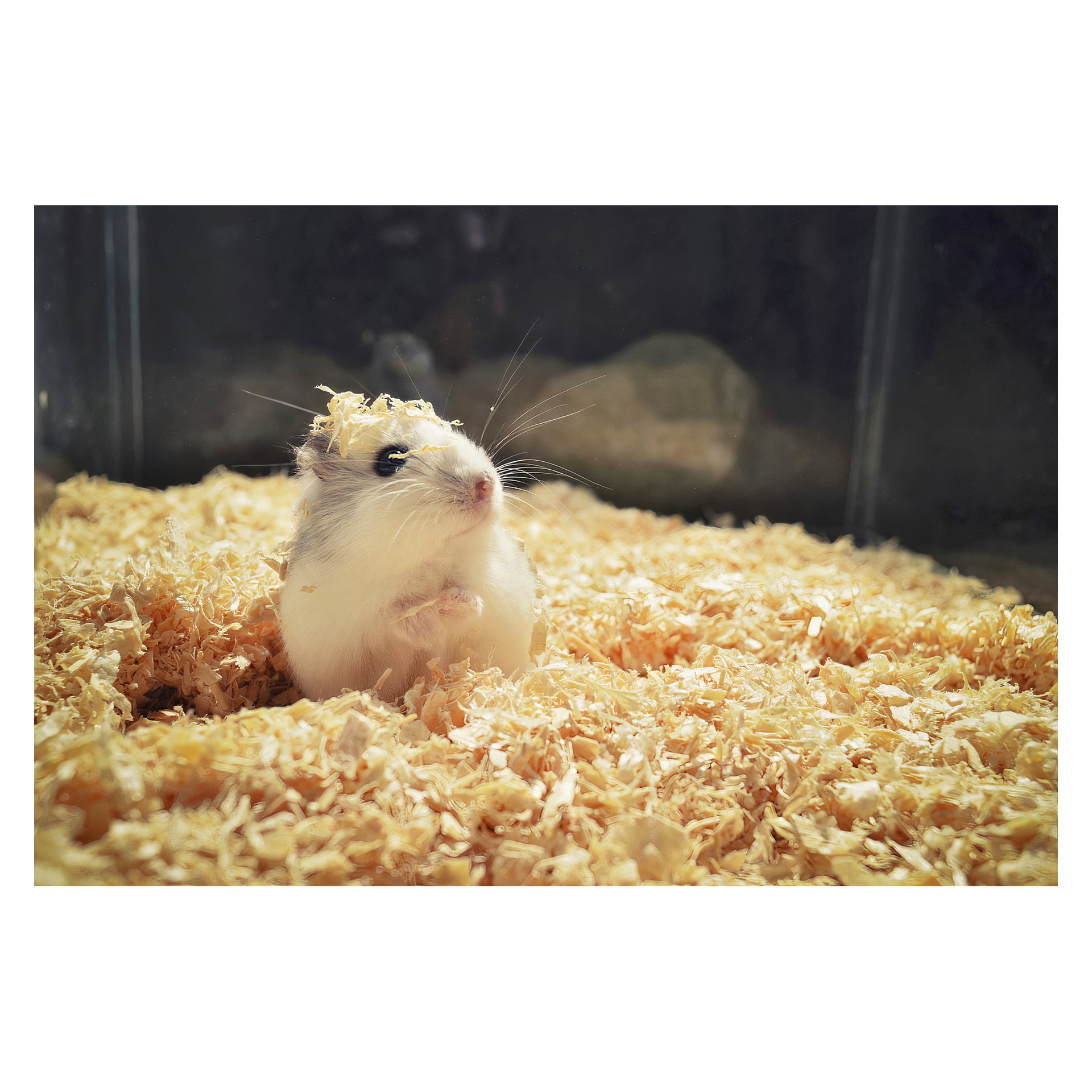 En liten hamster sitter upprätt på Laxå Pellets träspån i sin inhägnad, några spån vilar på huvudet medan den tittar åt vänster.