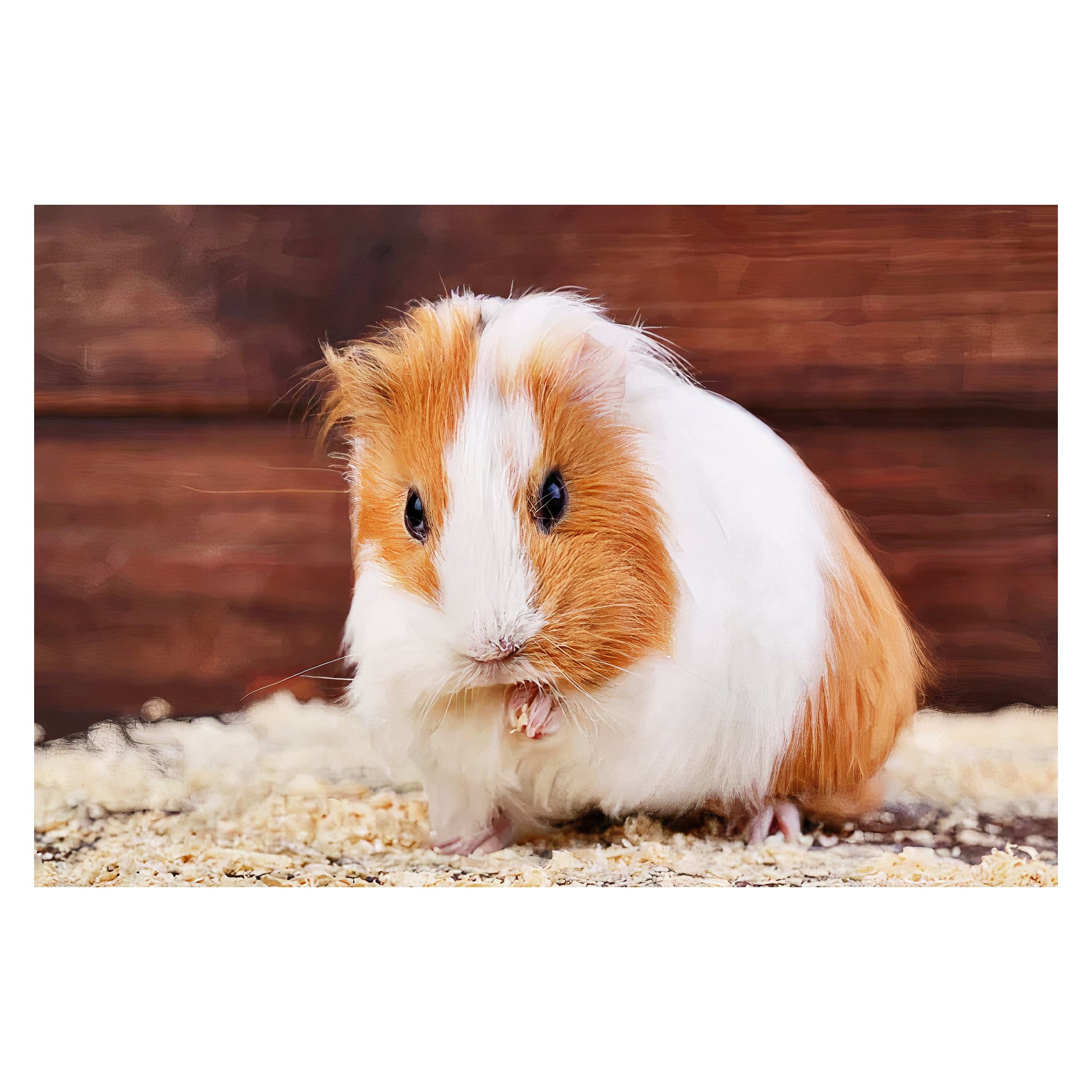 Ett fluffigt marsvin med lång vit och orange päls sitter på Laxå Pellets träspån och tittar mot kameran mot en träbakgrund.