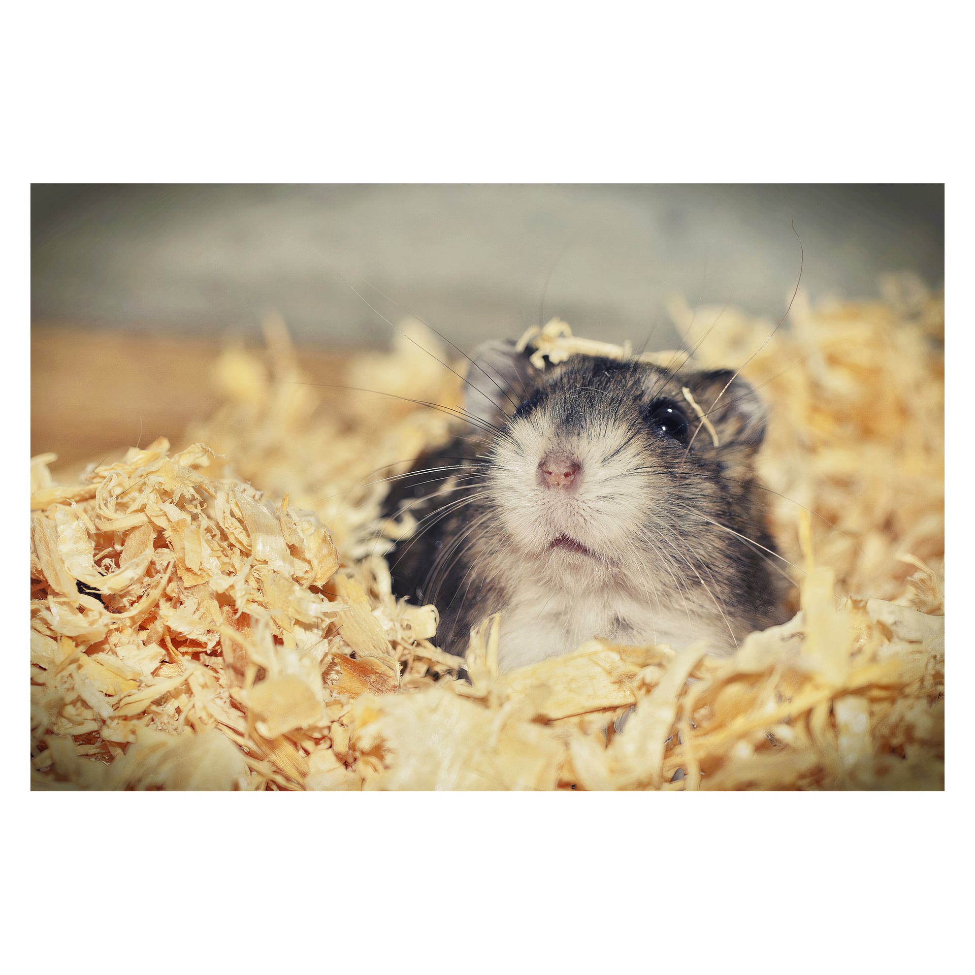 En grå och vit hamster sitter på Laxå Pellets träspån och tittar uppåt med synlig nos och morrhår mot en suddig bakgrund.