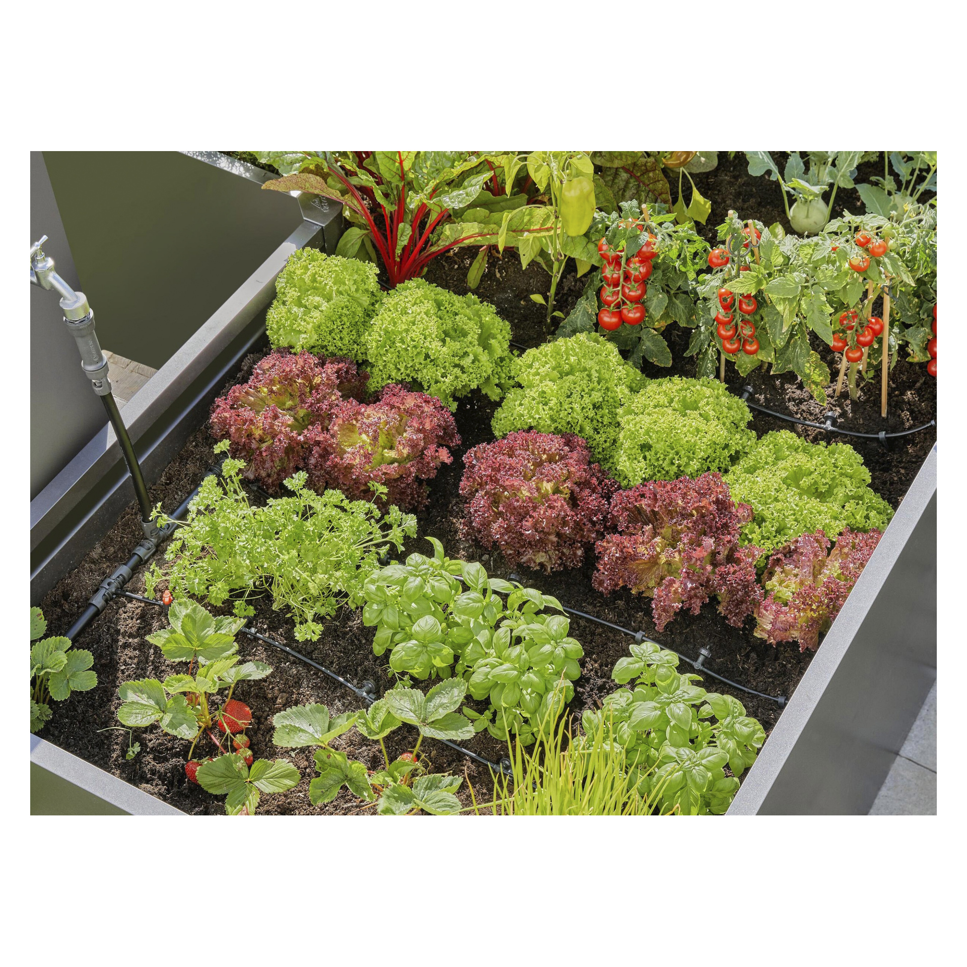 En opphøyd hagebed dyrker grønn og rød salat, cherrytomater, persille, basilikum, jordbær og mangold, vannet med en Gardena Drip-slange.