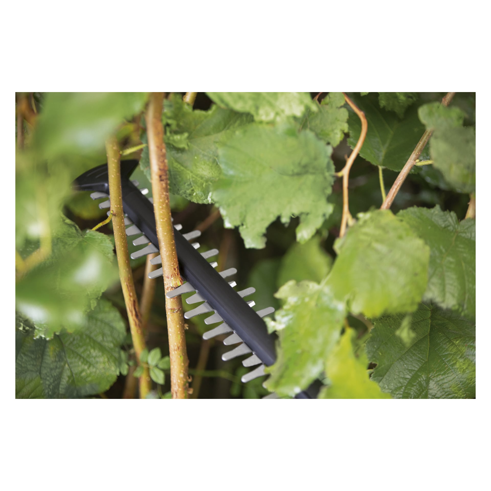 En Bosch Power 4 All UniversalHedgeCut 18V-55 batteridriven häcksax klipper tunna grenar och gröna blad, delvis dolda av lövverk.