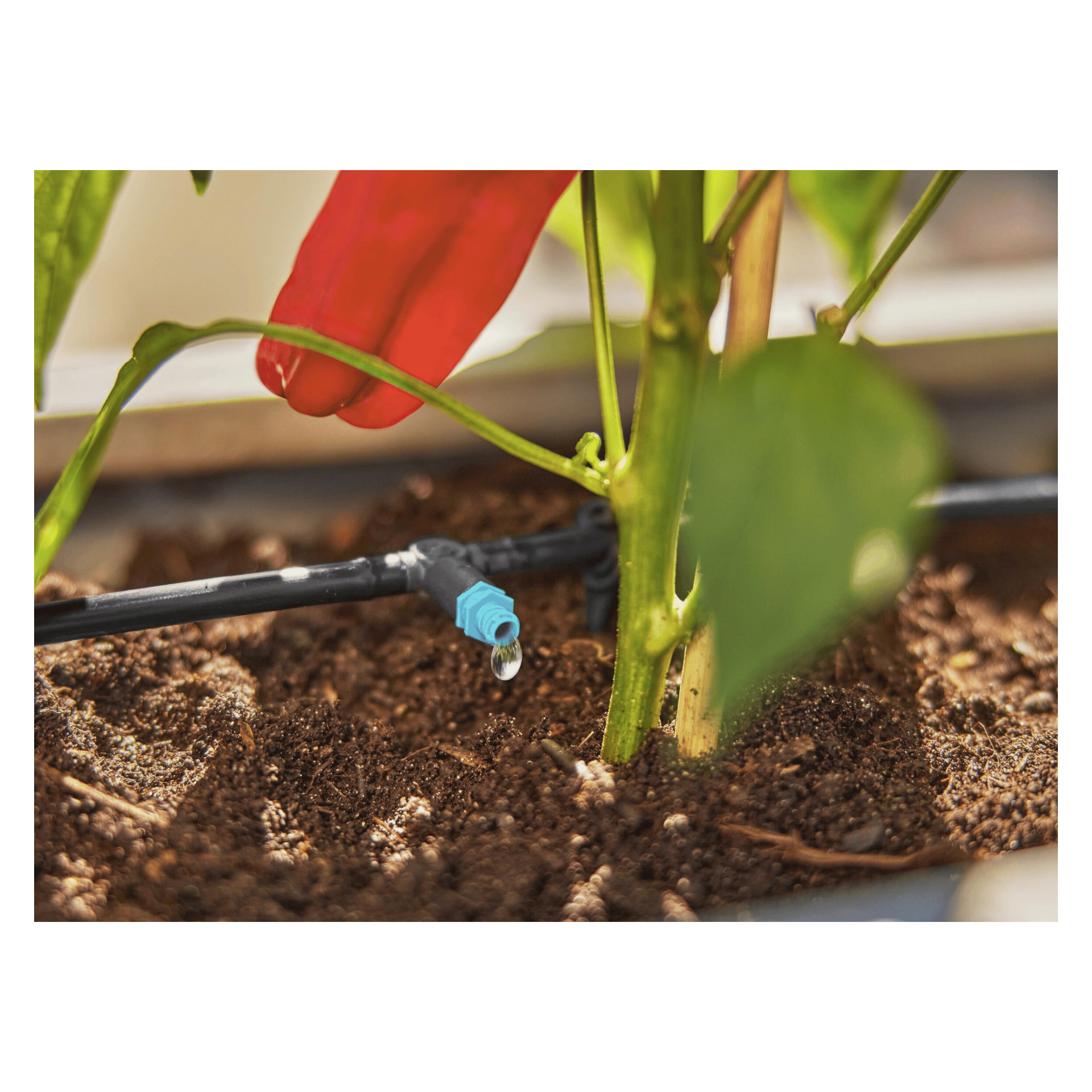 Nærbilde av et Gardena Micro-Drip-System som vanner en grønn plante i jord, med en hånd i en rød hanske over planten.