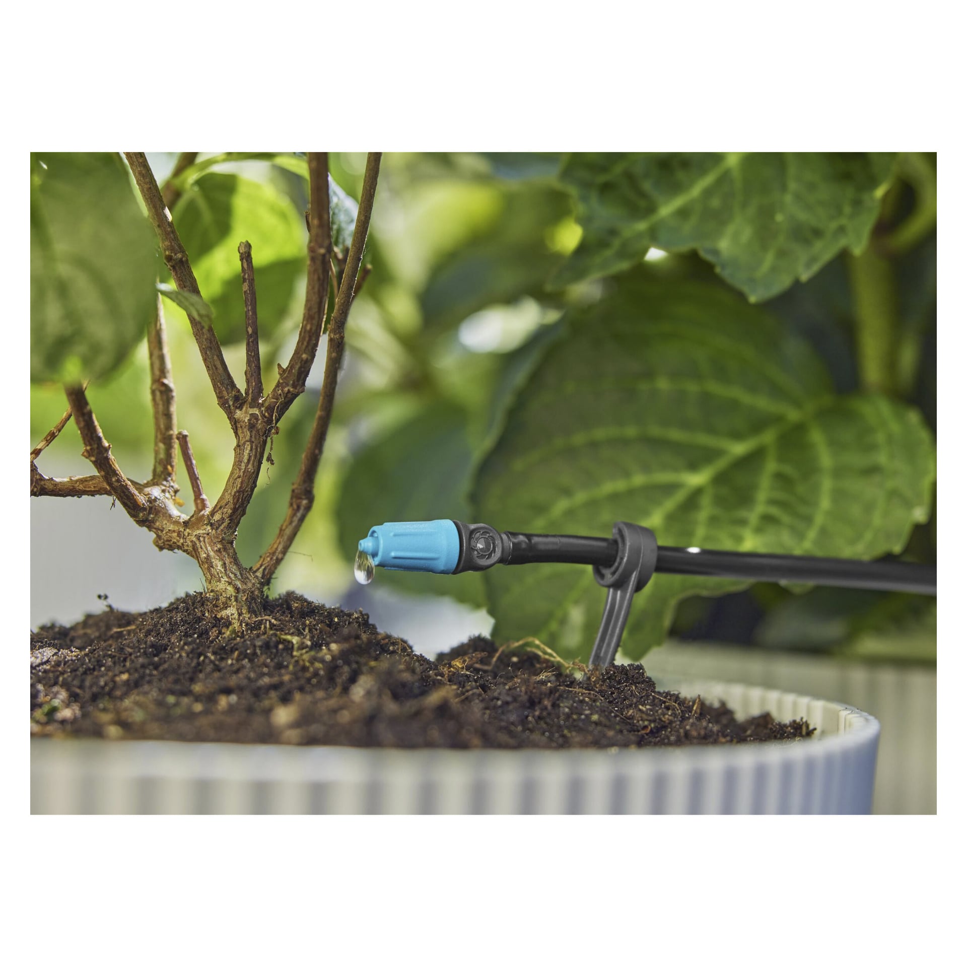 Nærbilde av en Gardena Micro-Drip-System-emitter som vanner bunnen av en potteplante, grønne blader synlige bak.