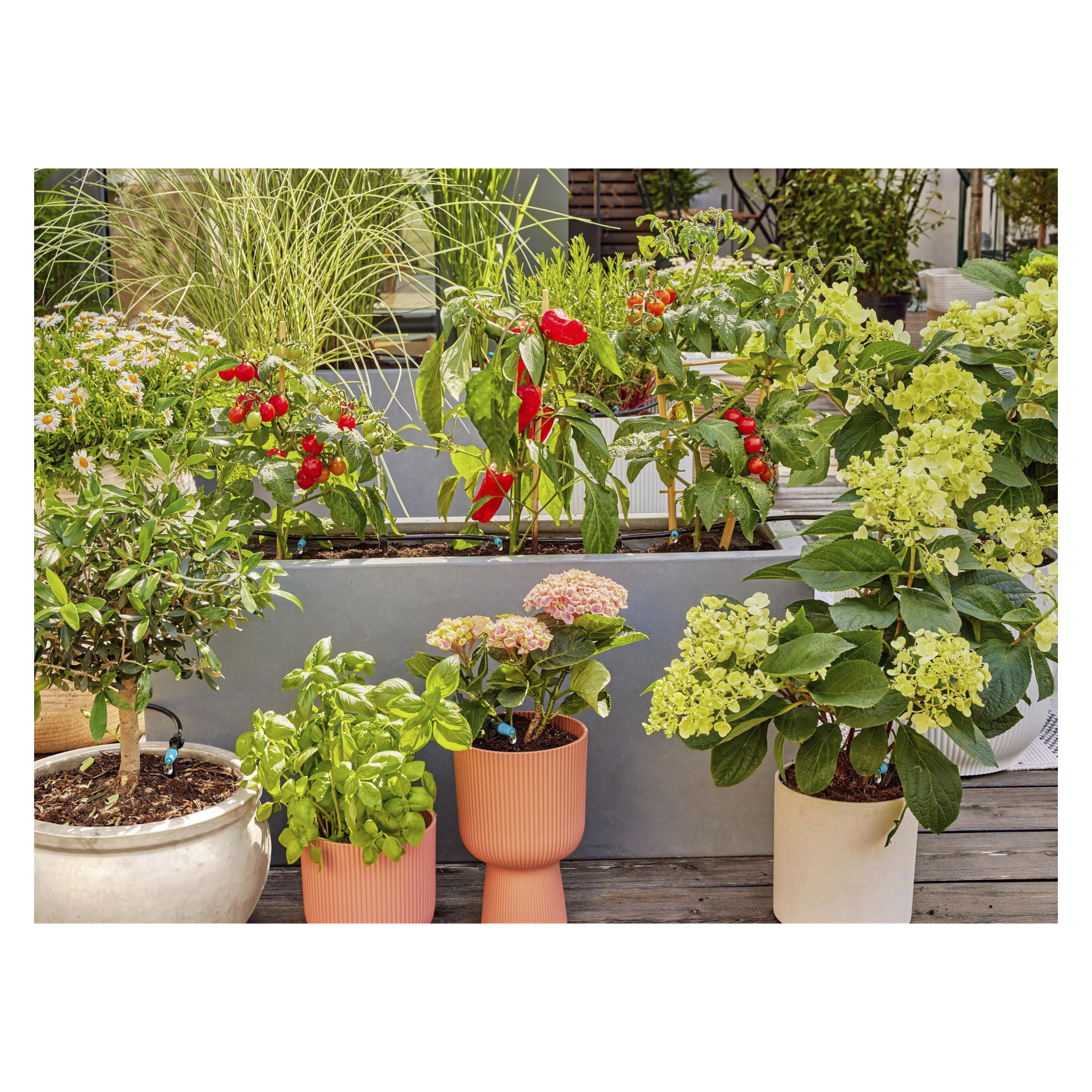 Gardena Micro-Drip-System vanner potte-cherrytomater, røde chilipepper, basilikum og blomster på en hageterrasse.