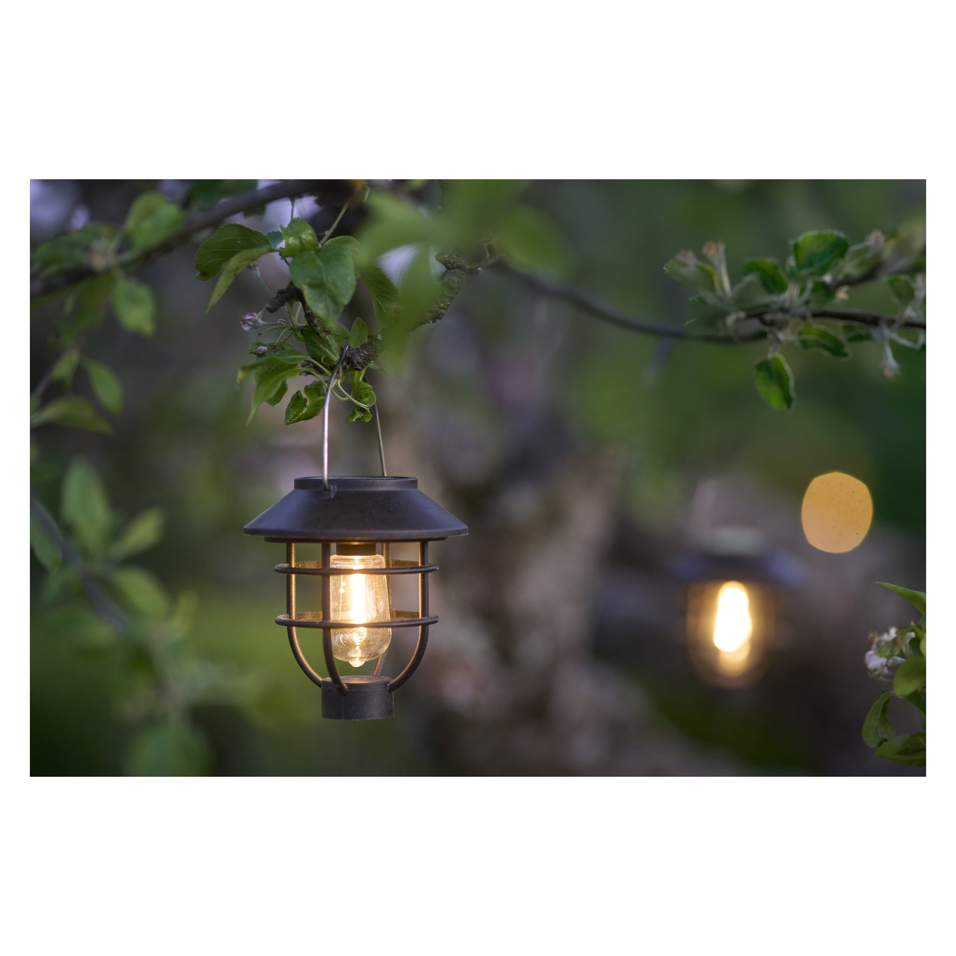 En Anslut solcells-LED-lampa med en svart metallram hänger från en trädgren bland gröna blad, med en annan lysande lykta bak.