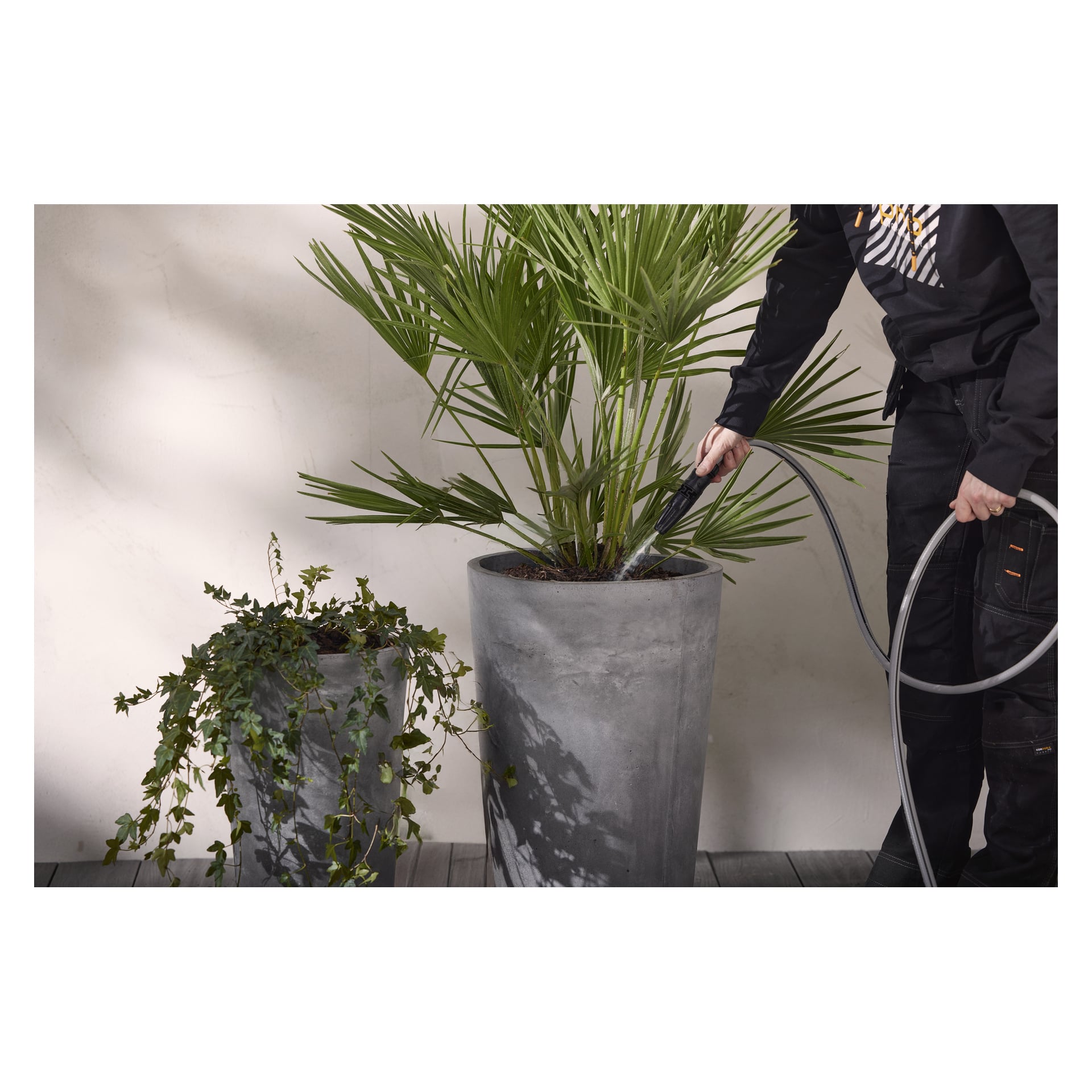Noen vanner en høy palme i en grå Hard Head-potte, med en hengende eføy ved siden av, begge på tregulv ved en lys vegg.