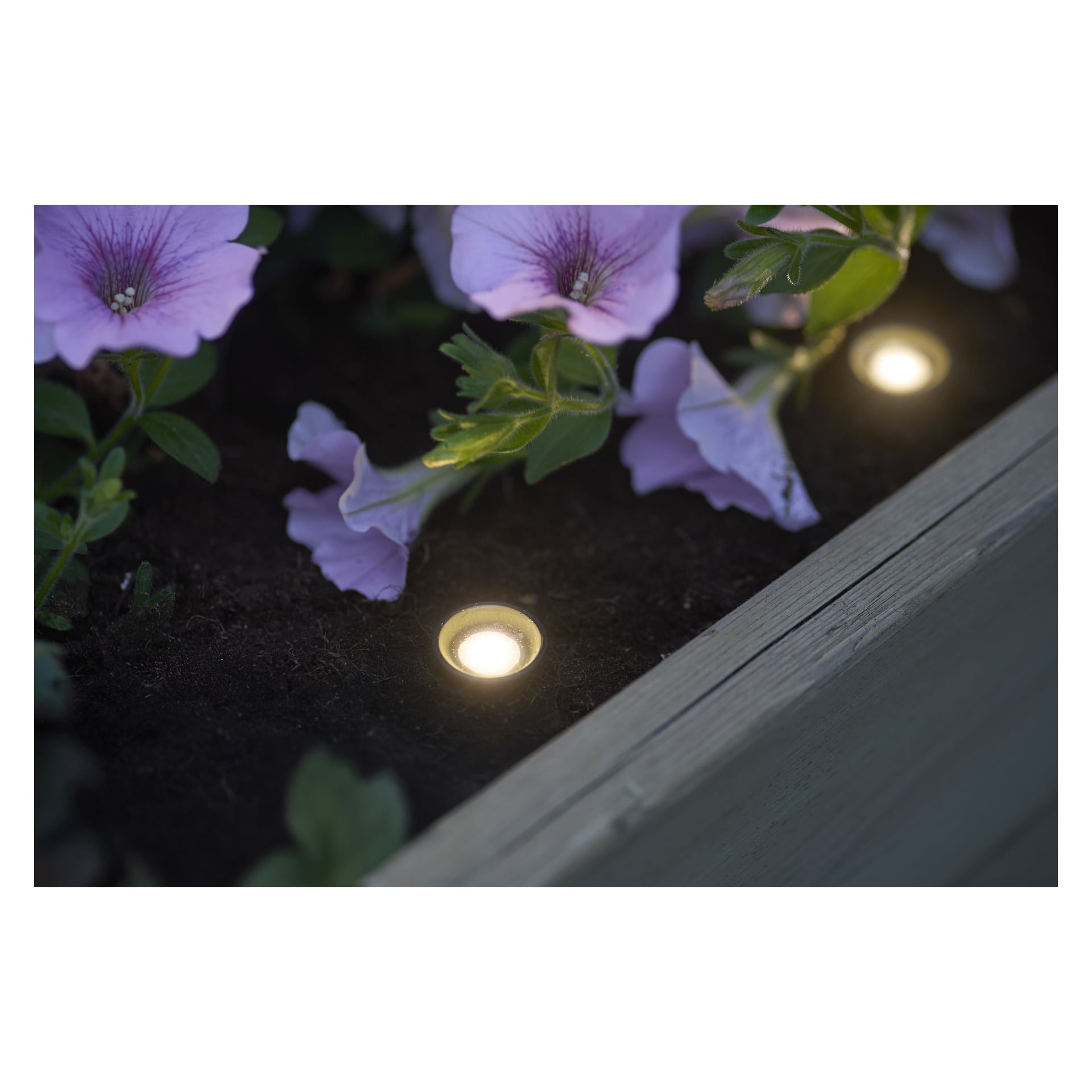 Små spotlights i blomlåda av grått trä. Petunior lyses upp i natten.
