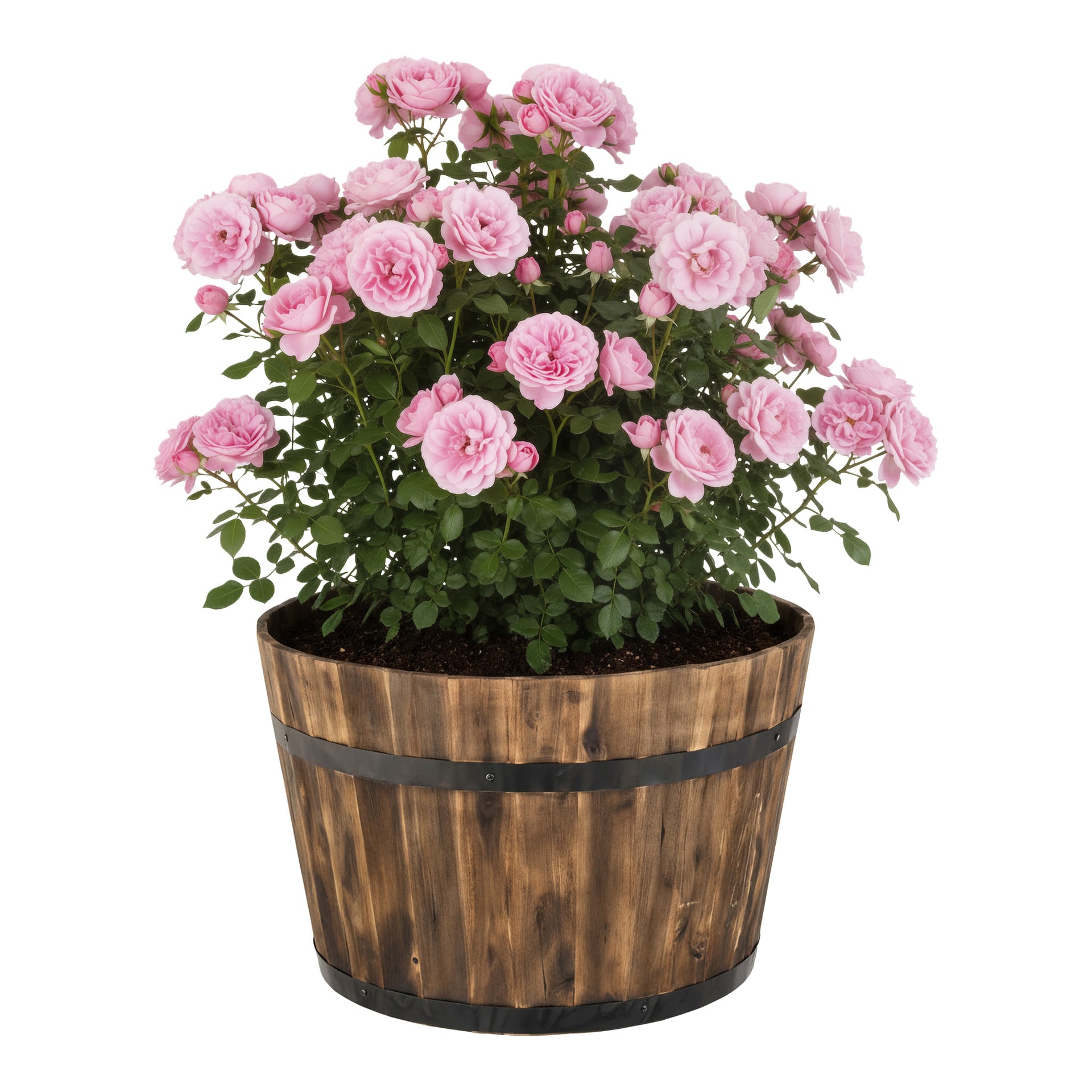En kruka i trä fylld med en buskig rosa rosplanta i full blom, med många livfulla blommor och gröna blad mot en vit bakgrund.