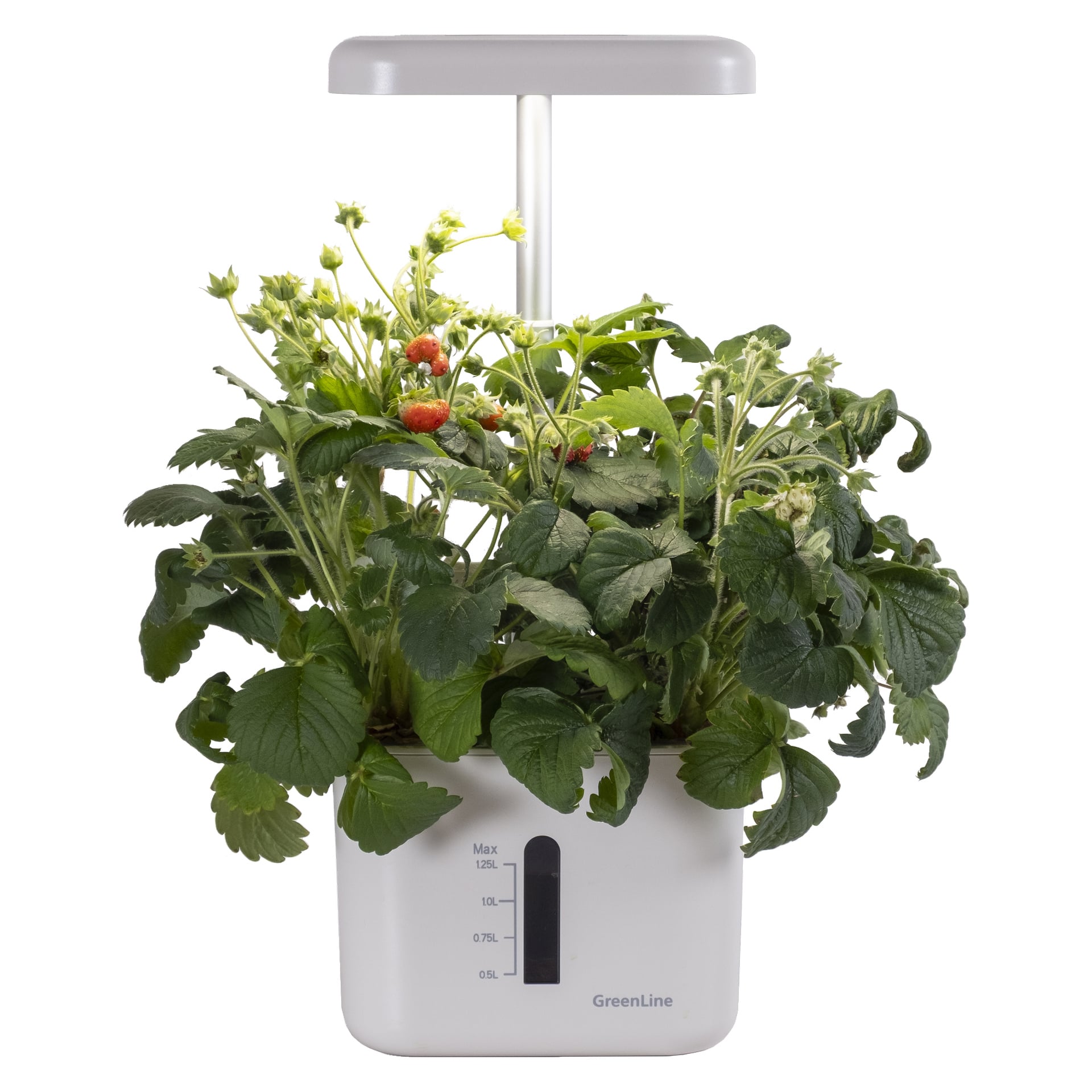 En elegant inomhuskruka märkt GreenLine har LED-odlingslampor och en vattenmätare, fylld med blomstrande jordgubbsplantor och mogna bär.