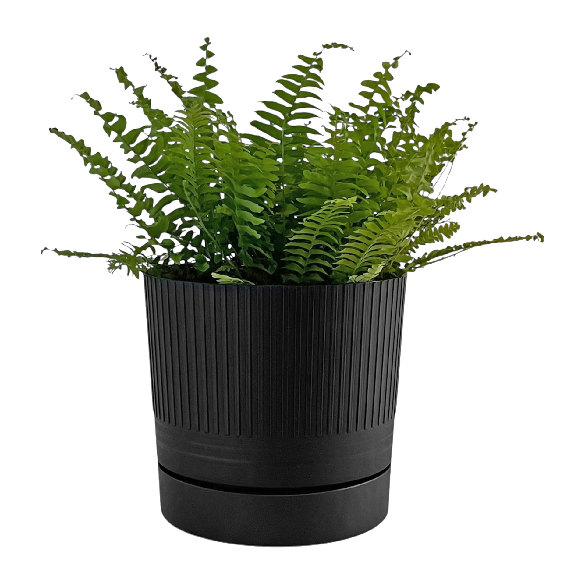 En grön ormbunke med graciösa, välvda blad växer i en svart räfflad plastkruka.