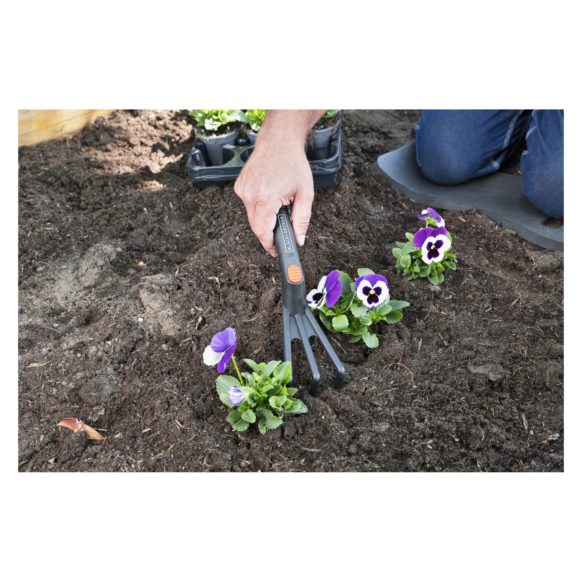 Någon krattar jord bredvid små lila och vita blommor i en rabatt, med brickor med plantor i bakgrunden.