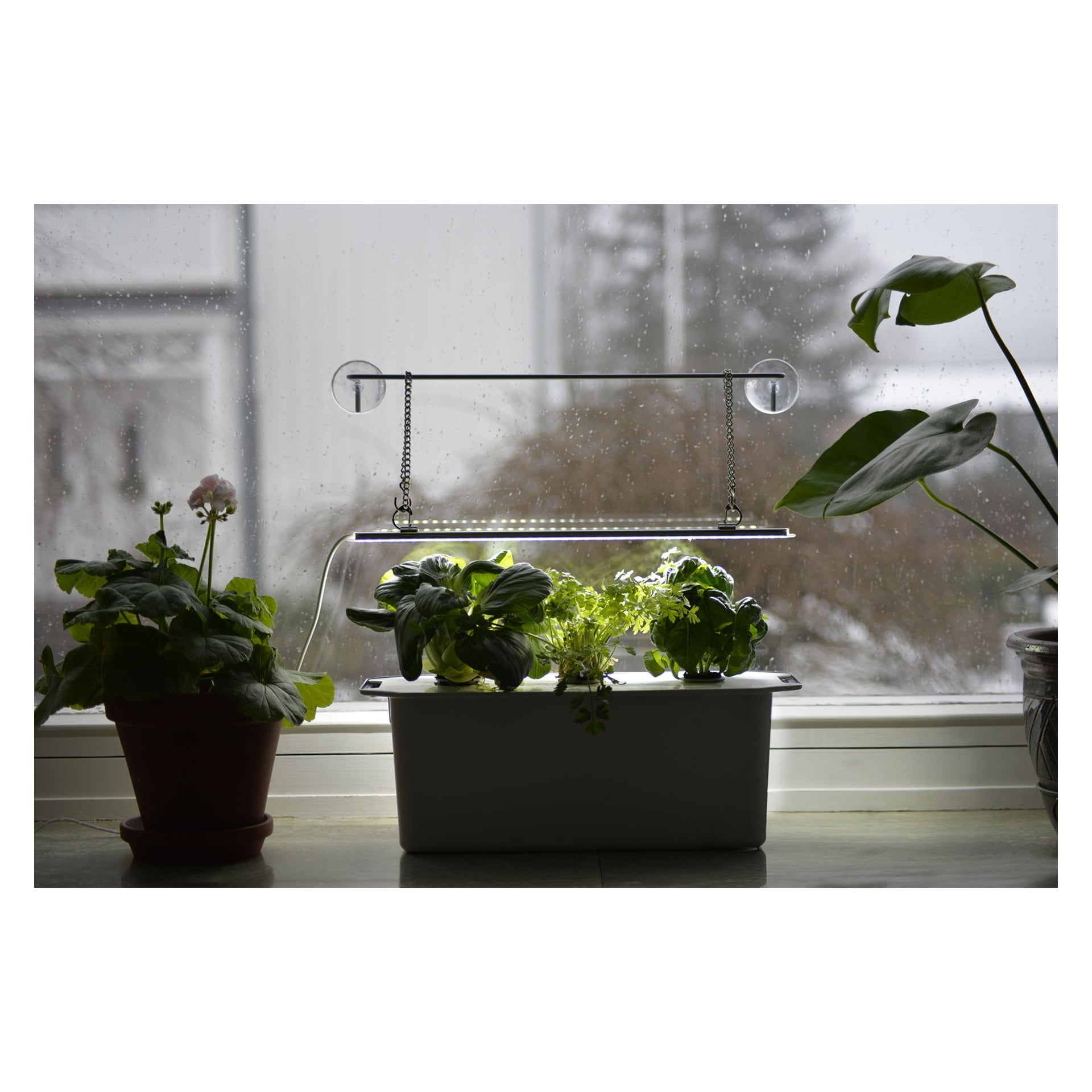 Växter inomhus under en LED-växtlampa på fönsterbrädan, två krukor på varje sida, regn och moln synliga utanför fönstret.