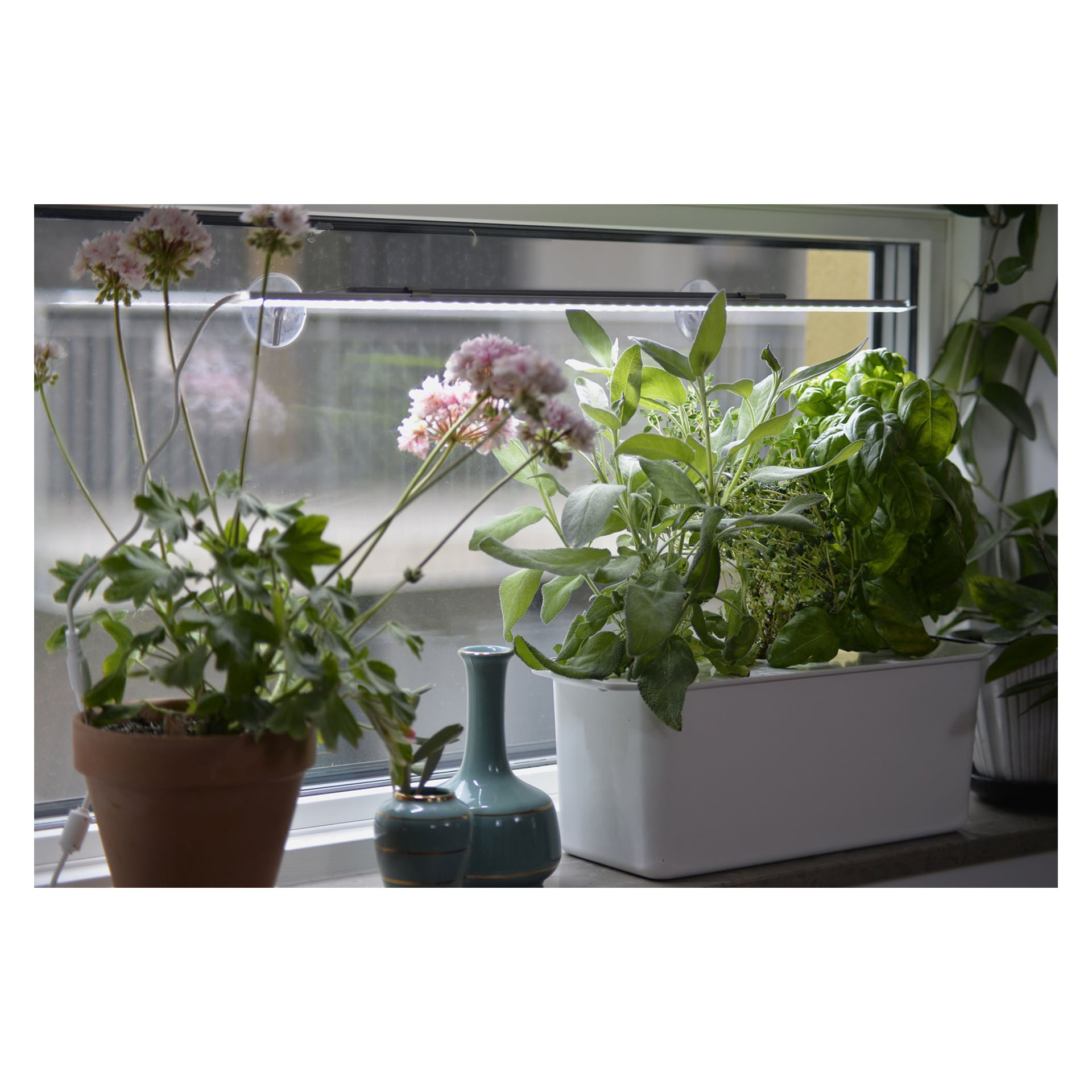 En blommande växt och en vit örtkruka står på fönsterbrädan, med två vaser och en annan bladväxt i närheten.