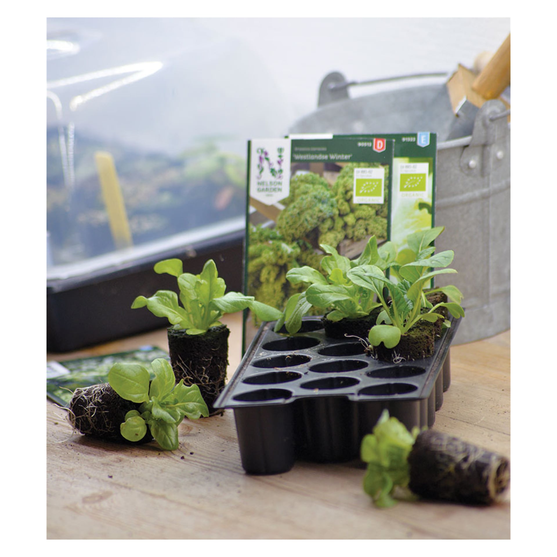 Unge grønne frøplanter i et svart plastbrett, noen rykket opp for å vise røtter, hviler på treverk. Frøposer og metallboks bak.