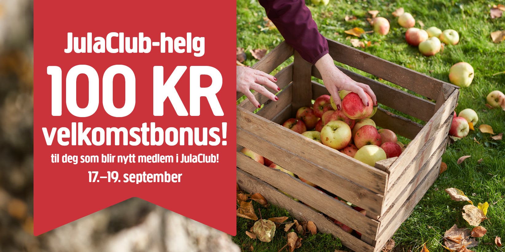 En person plukker epler fra gresset og legger dem i en trekasse. Til venstre reklamerer et rødt banner for en velkomstbonus på 100 KR til nye medlemmer av JulaClub, gyldig fra 17. til 19. september.