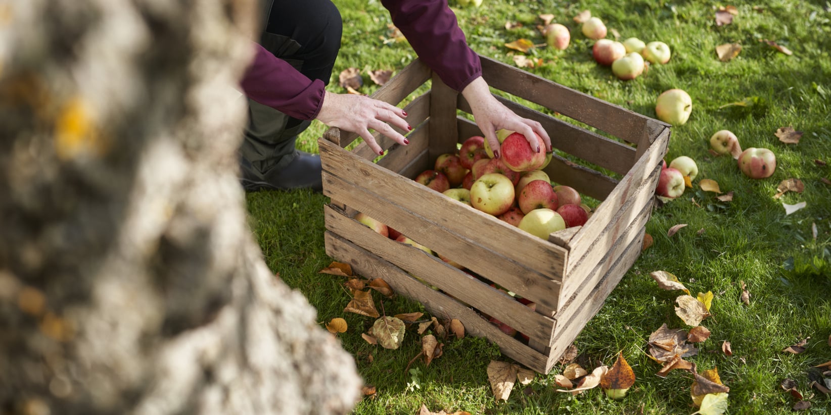 Någon lägger äpplen i en trälåda på gräset, med fler äpplen och fallna löv utspridda, och en trädstam i förgrunden.