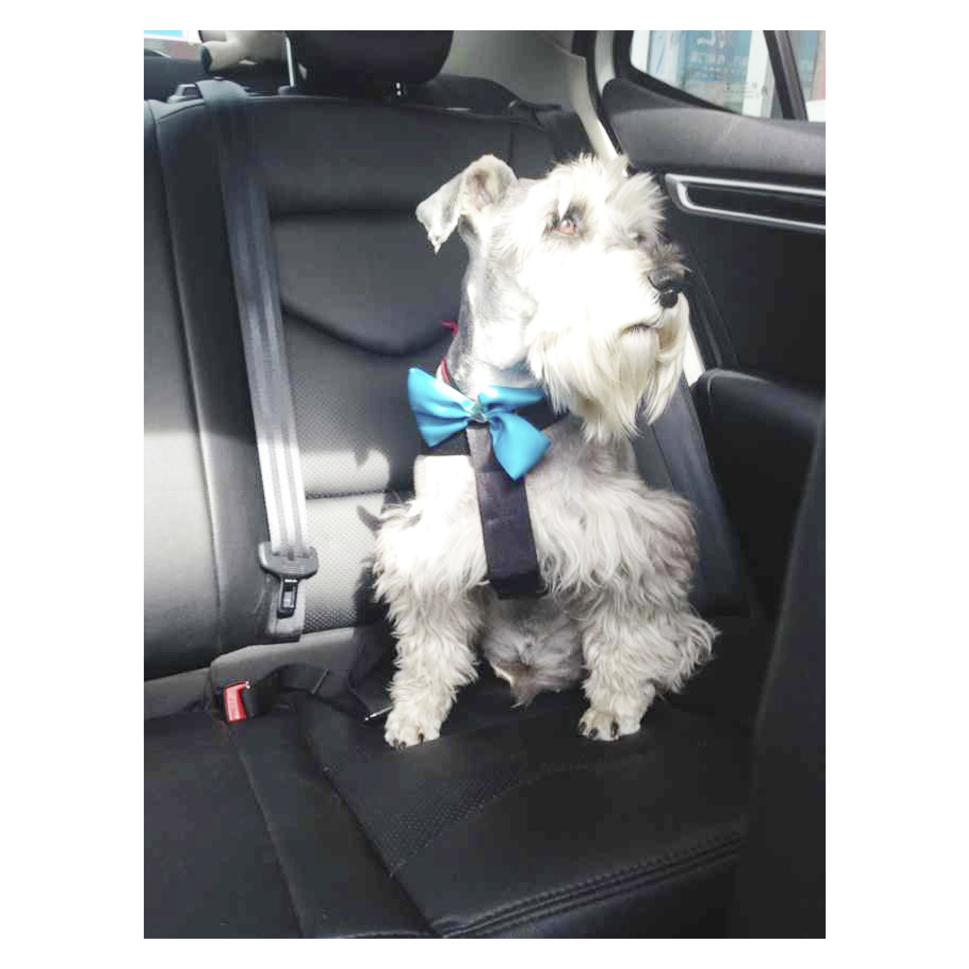 En liten grå och vit hund med Hamron-säkerhetssele och blå fluga sitter på baksätet och tittar ut genom fönstret medan solljuset lyser upp valpen och den svarta lädersätet.