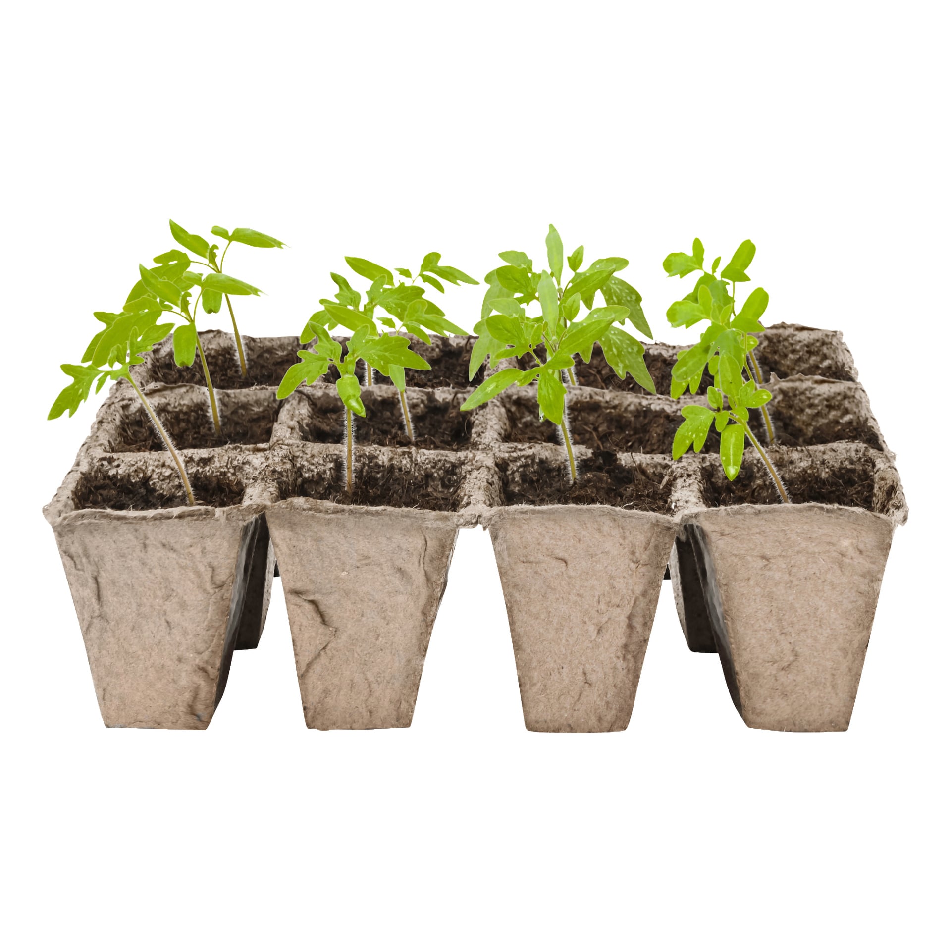 Fyra små gröna plantor planteras i biologiskt nedbrytbara Hard Head Fiber-krukor från en fyrpack, där varje kruka fylls med jord. Vissa avdelningar innehåller inga växter.