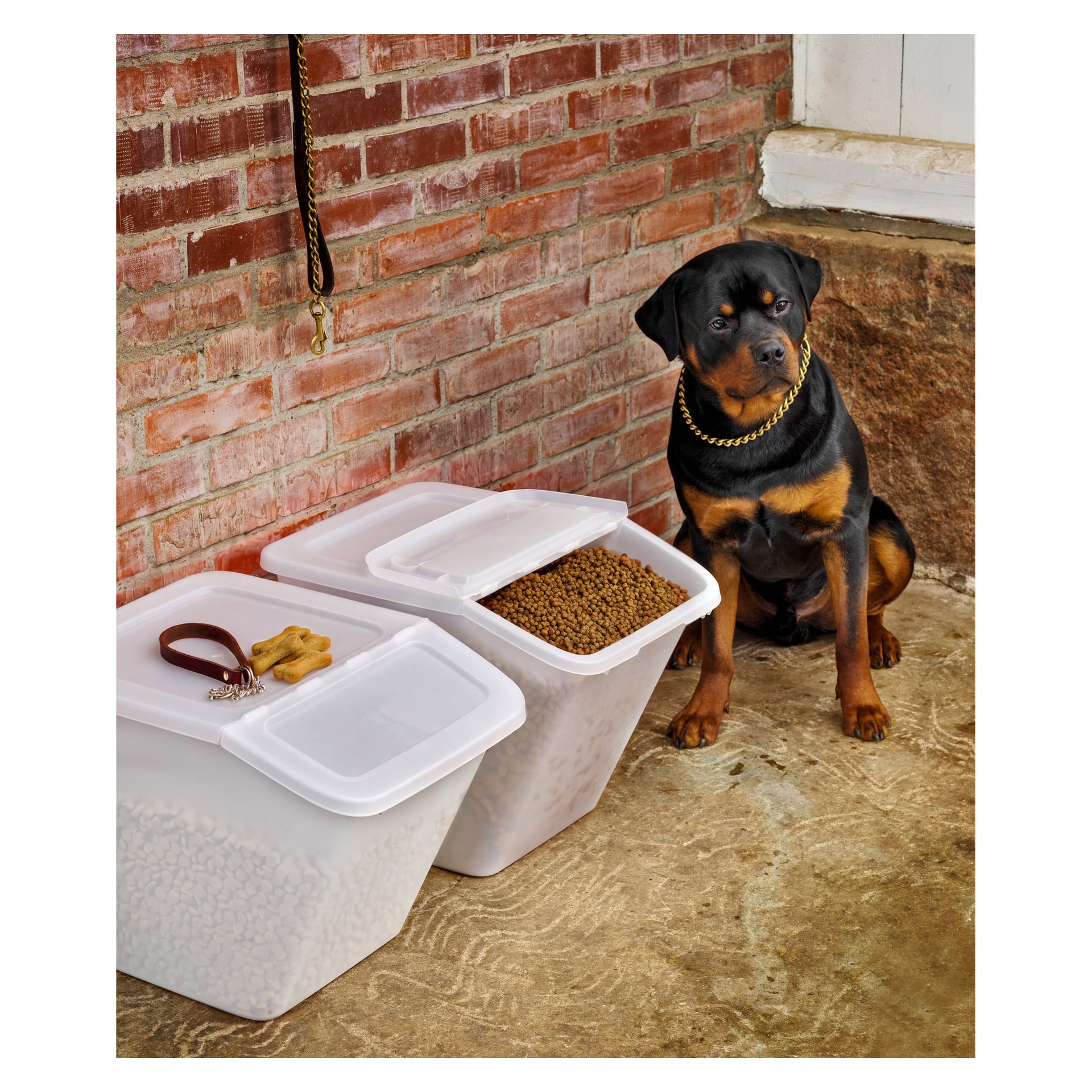 Rottweiler siedzi na betonowej podłodze przy ceglanej ścianie obok dwóch dużych pudełek do przechowywania Hard Head Stackable; jedno trzyma smakołyki dla psa, a drugie karmę. Na wierzchu pudełek znajdują się smycz, obroża i smakołyki w kształcie kości.