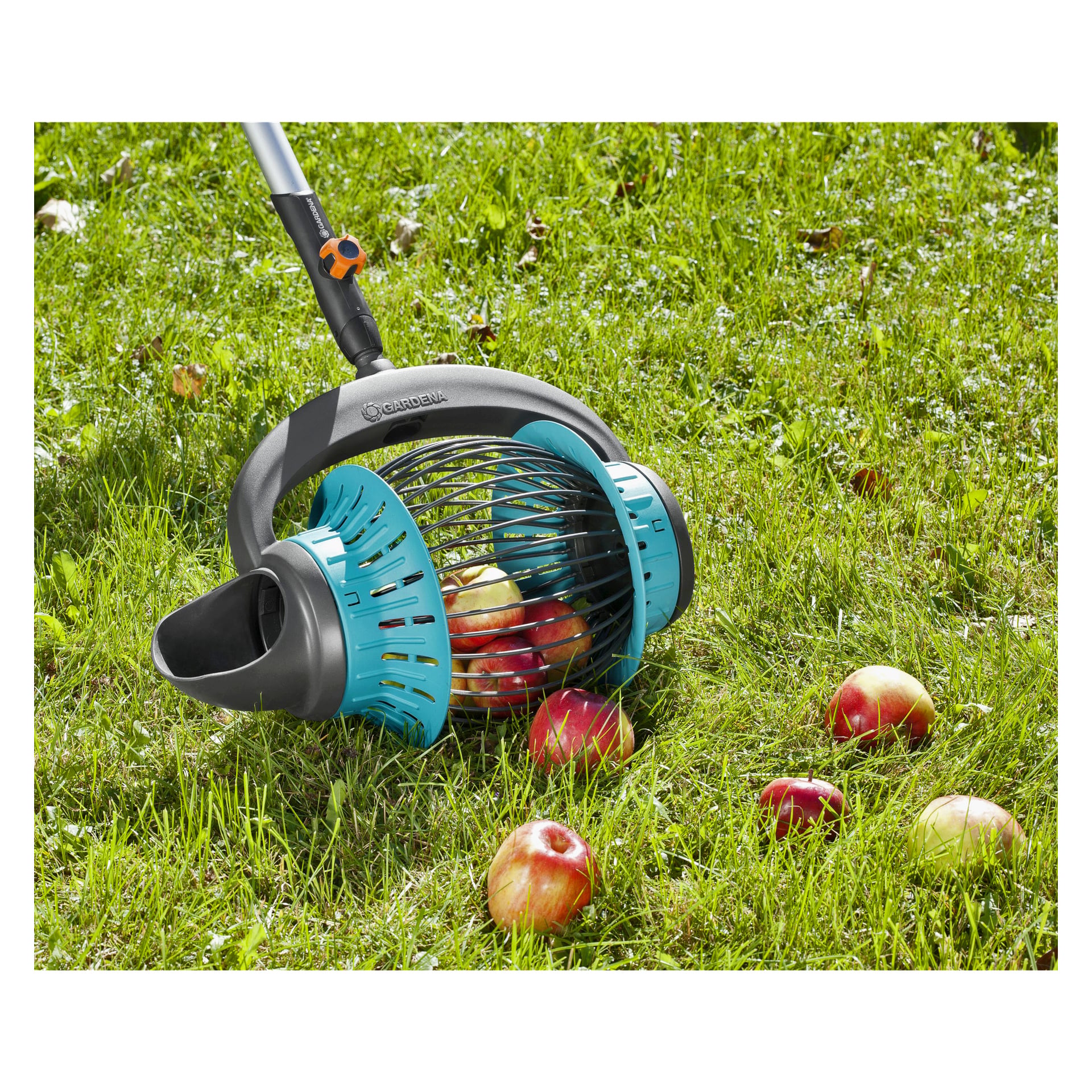 En blå och svart Gardena-fruktsamlare med en metallbur används för att plocka upp fallna äpplen från gräset; Några äpplen samlas inuti apparaten, medan andra ligger utspridda på gräsmattan.
