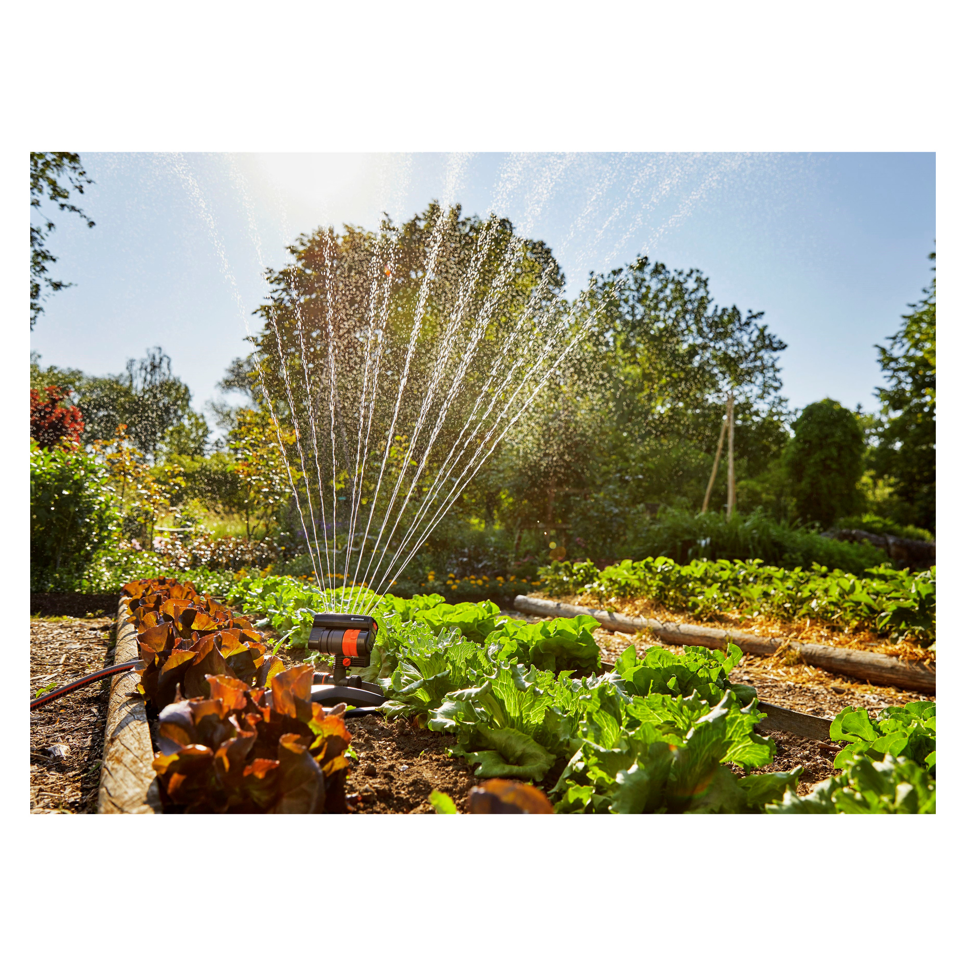 Gardena Water Sprinkler AquaZoom Compact kastelee vihreää ja punaista salaattia korotetussa penkissä aurinkoisena päivänä, puut ja sininen taivas takana.