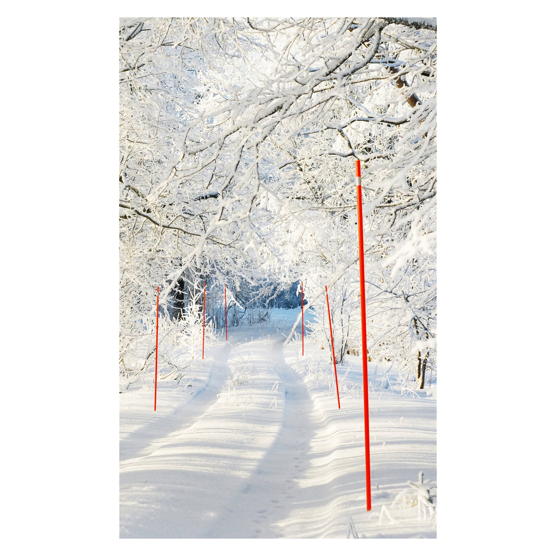 En snötäckt stig slingrar sig genom en skog av träd tunga av snö. Klarröda Hard Head Snow-pinnar från en sexpack är placerade längs båda sidor och markerar tydligt stigens gränser. Solljuset skiner genom grenarna och skapar skuggor på den vita snön.