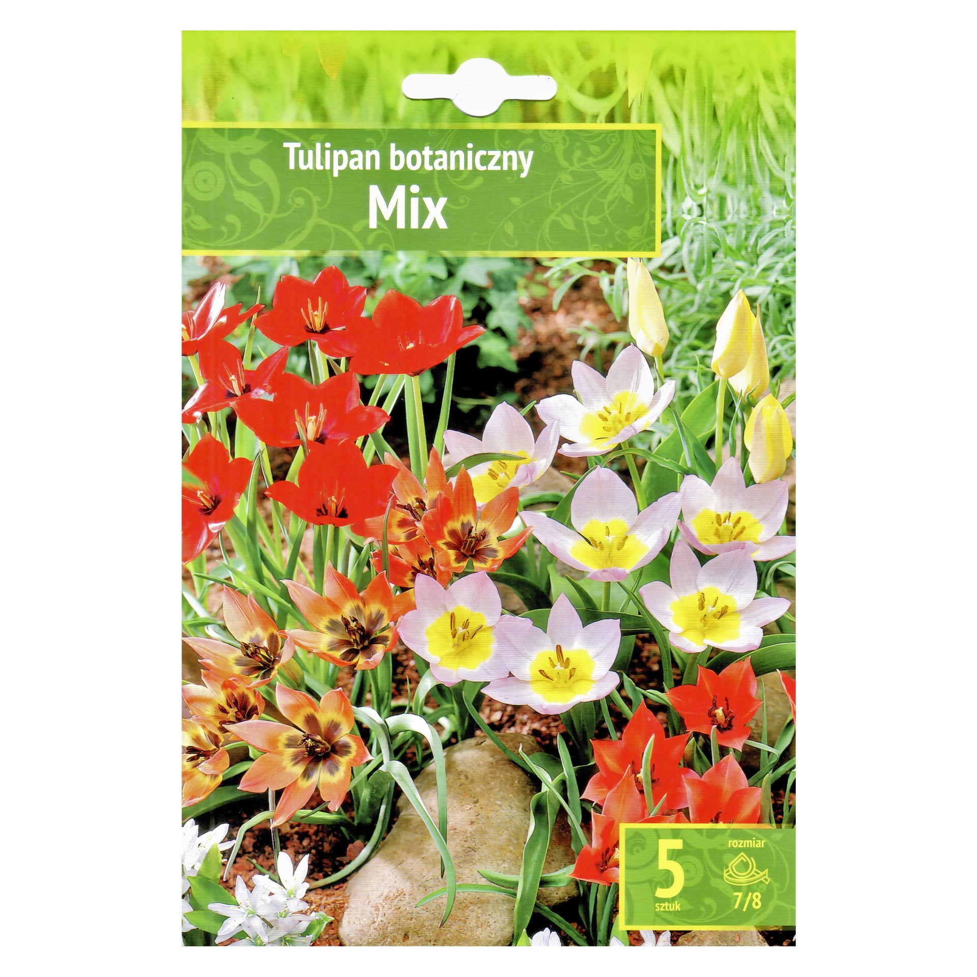 Paczka cebulek jesiennych oznaczona Tulipan botaniczny Mix przedstawia kwitnące tulipany w ogrodzie czerwonym, żółtym i białym kwiatem. W prawym dolnym rogu zaznacza się 5 żarówek, rozmiar 7/8.