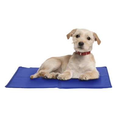 En liten ljusbrun hund med ett rött halsband ligger på en platt blå Kayoba Cooling Pad för hundar och tittar lite uppåt.