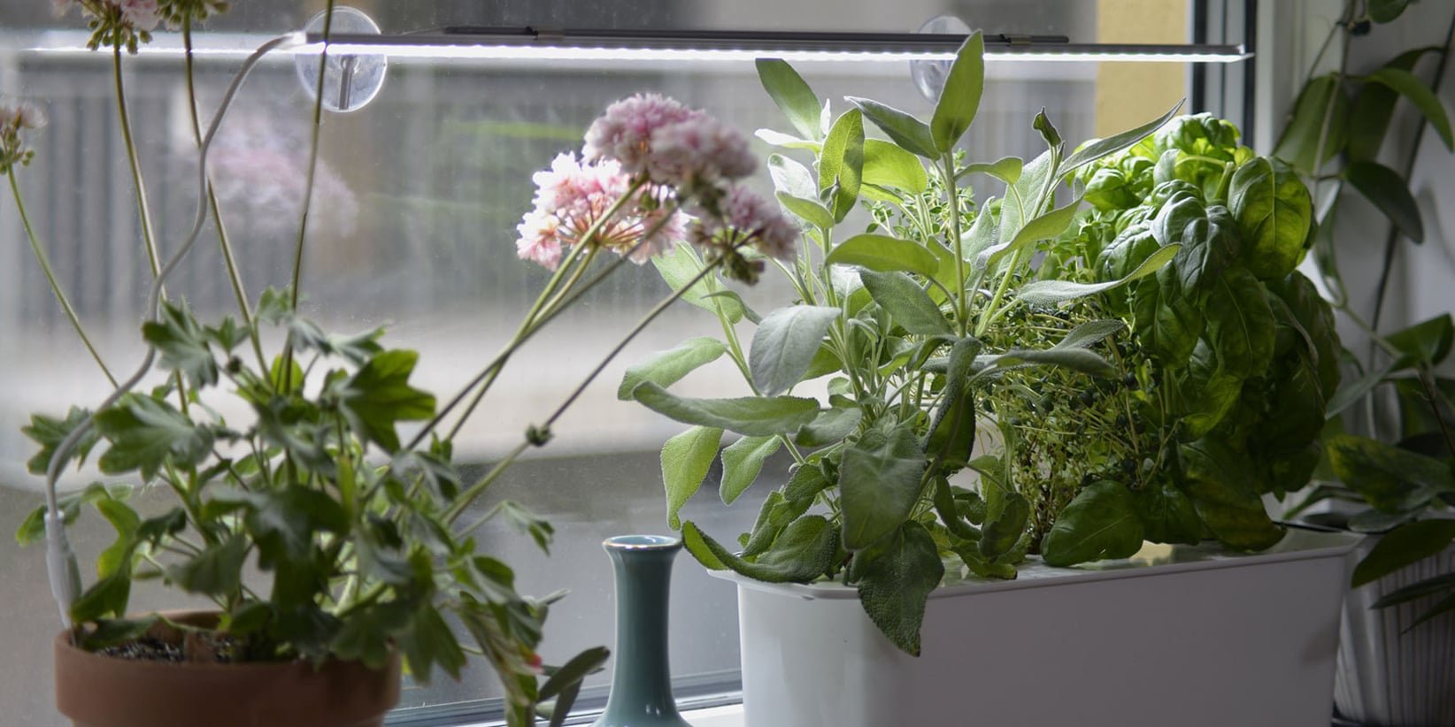 Gröna örter och en blommande växt i krukor står på en fönsterbräda under en LED-växtlampa, med en blå vas mellan dem och solljus bortom.